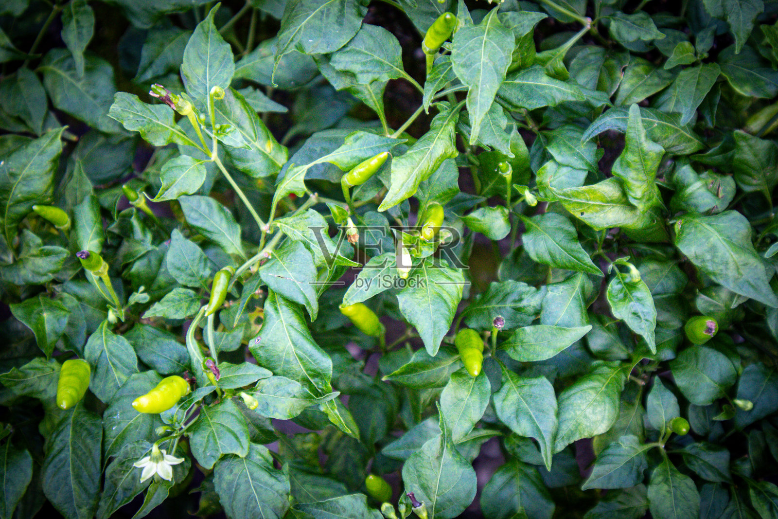 在农场种植几内亚辣椒(鸟眼辣椒)照片摄影图片