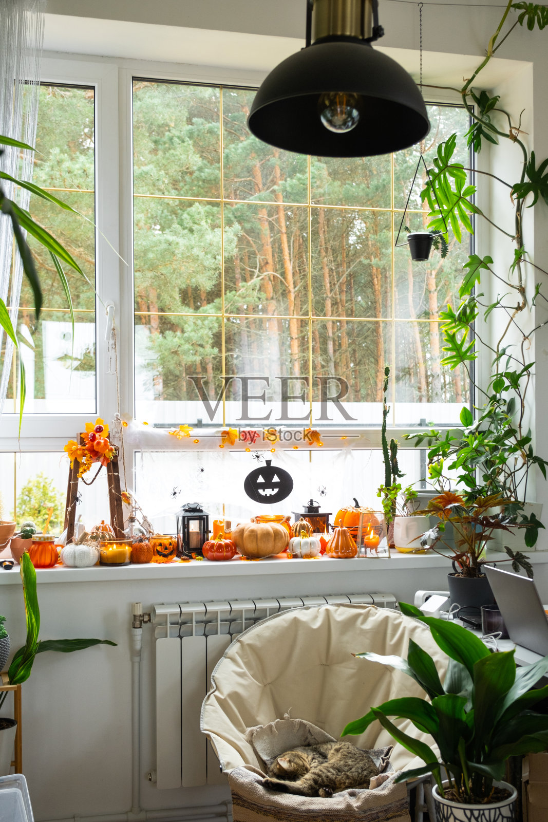 节日的装饰在窗台上的房子为万圣节在室内用自制的盆栽植物-南瓜，杰克o灯笼，骷髅，骷髅，蜡烛和花环-舒适和可怕的心情照片摄影图片