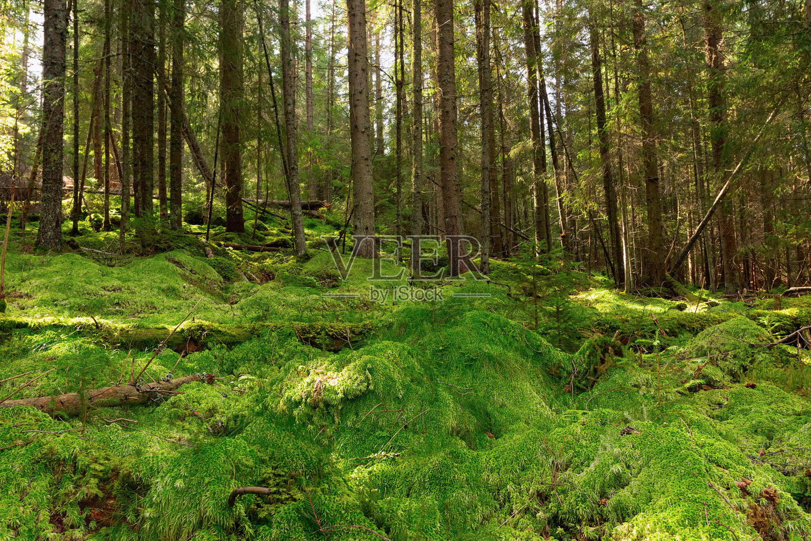 阿普塞尼山树林里的苔藓照片摄影图片