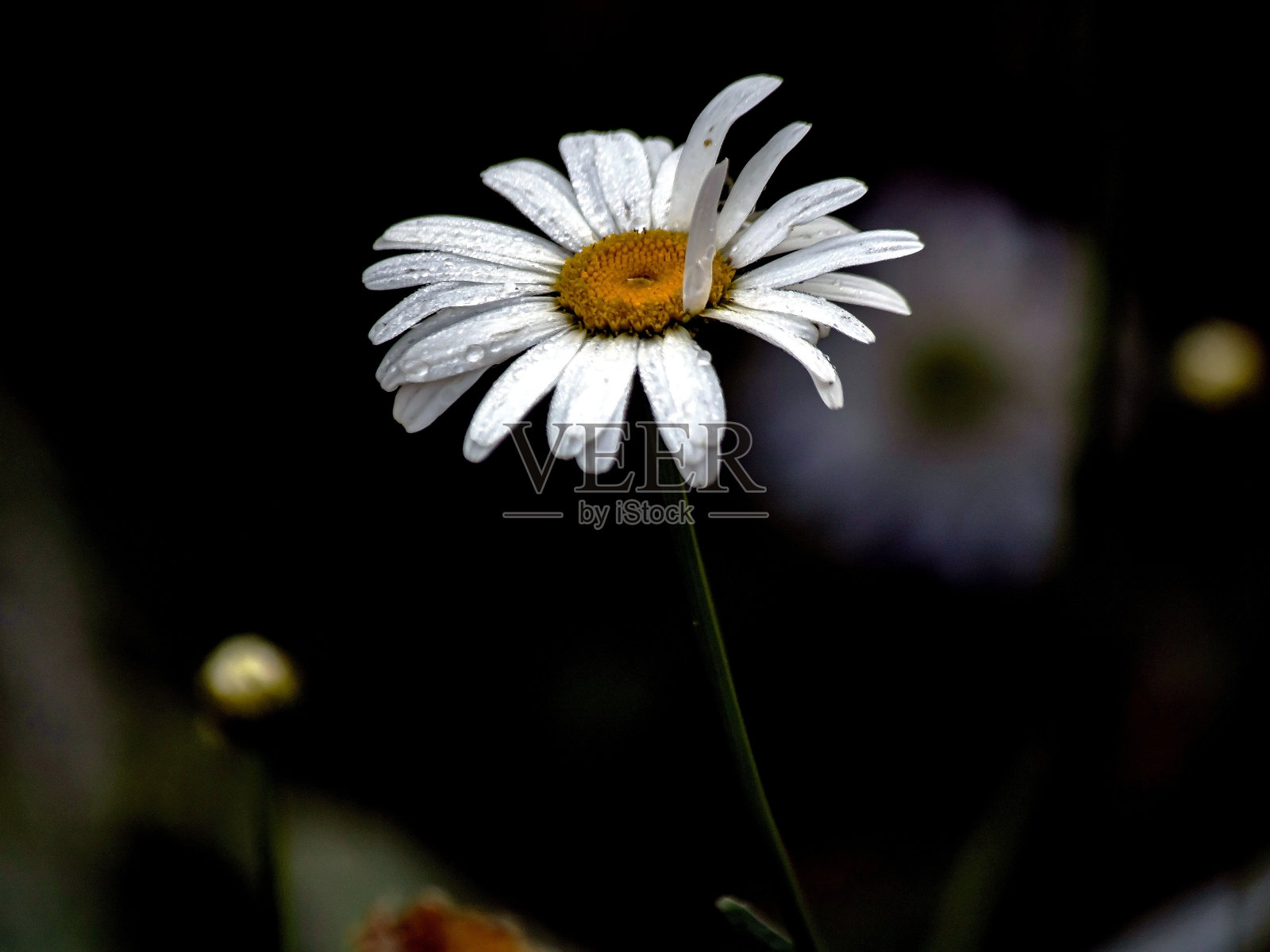 秋天的雏菊花瓣上有雨滴，宏亮照片摄影图片