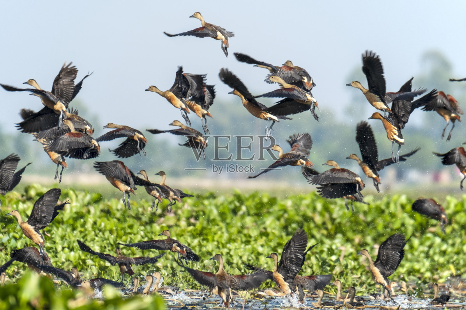 一群吹口哨的小鸭子照片摄影图片