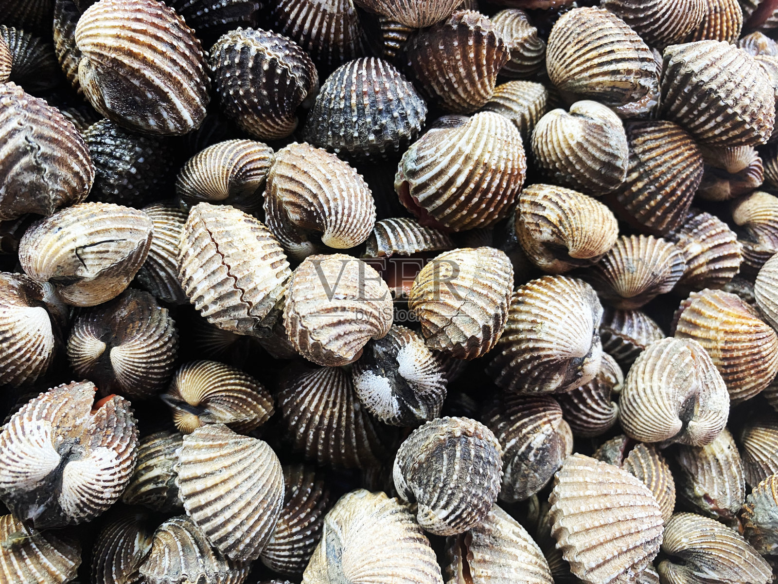 市场上有新鲜的贝壳。海鲜贝，堆新鲜血贝俯视图，贝或扇贝新鲜生贝照片摄影图片