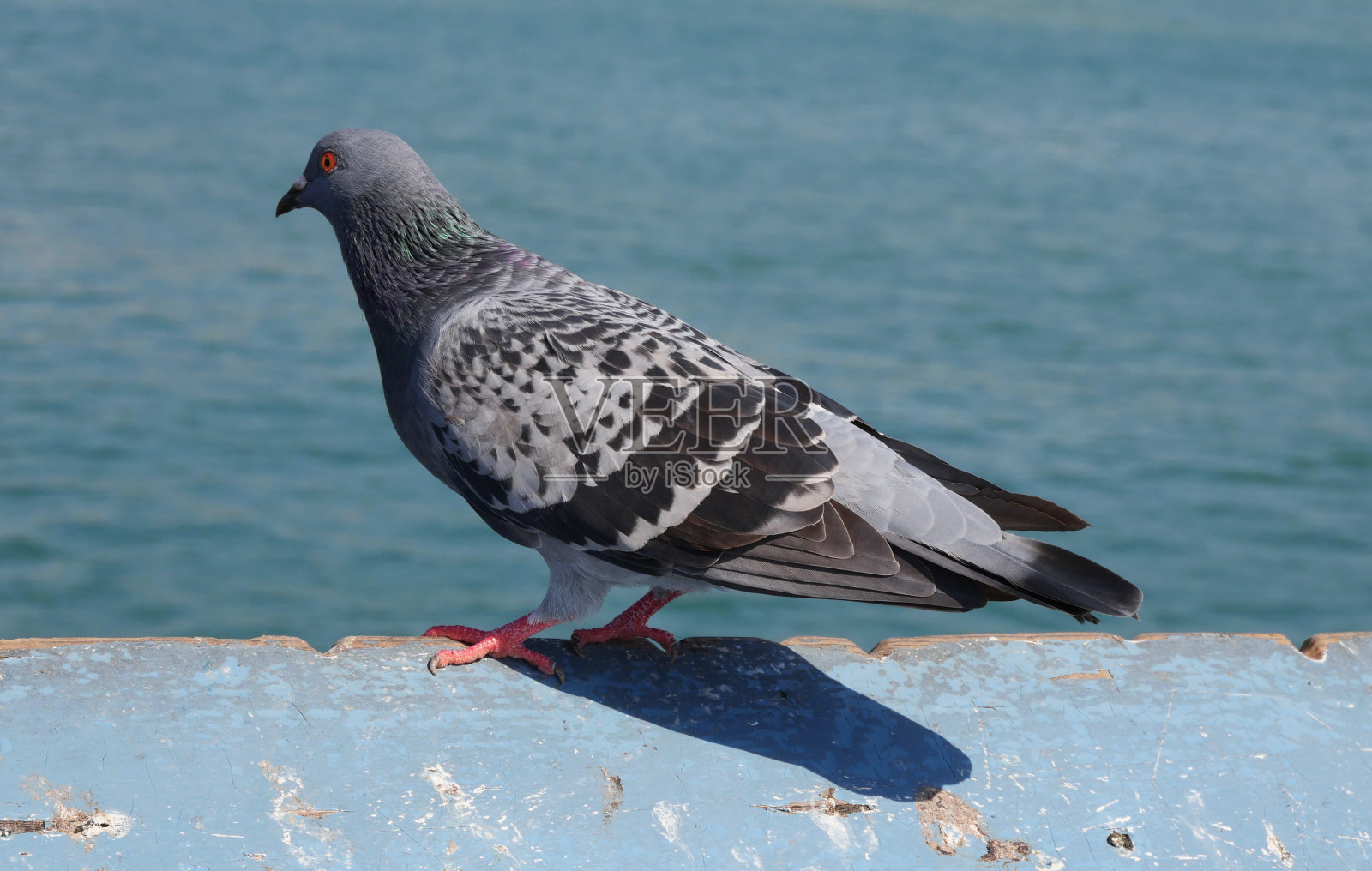 奥兰治县圣克莱门特码头上的鸽子照片摄影图片