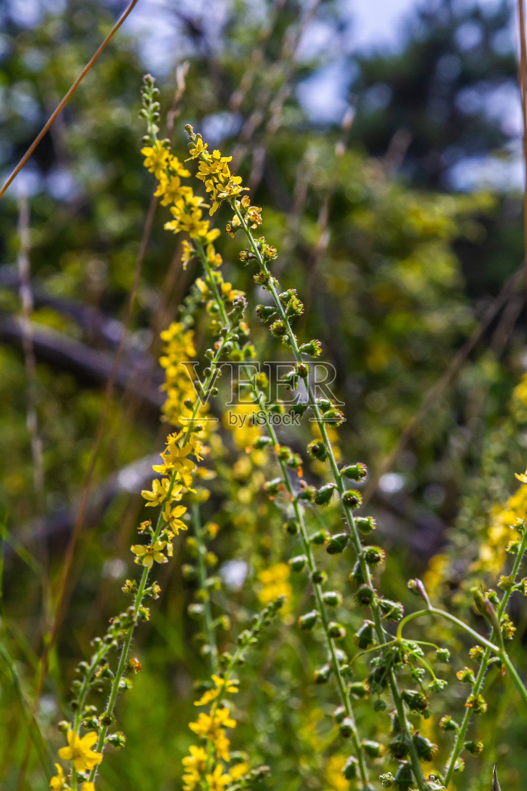 夏天在野外的野草中，正盛开着春花照片摄影图片