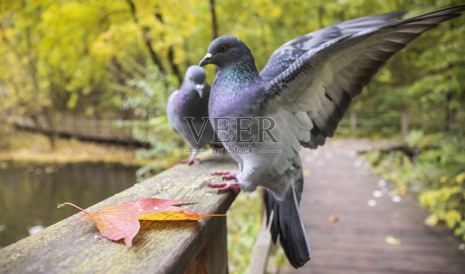 五彩缤纷的秋天倒影:湖边的野生动物照片摄影图片