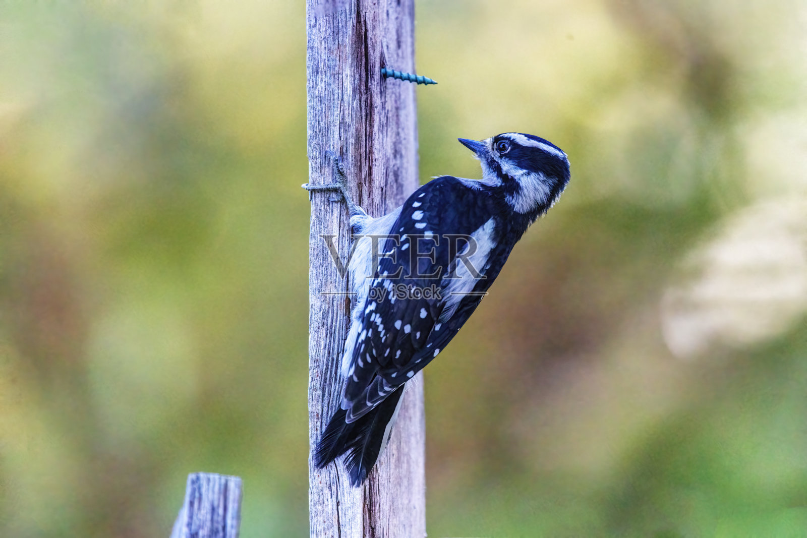 绒毛啄木鸟栖息在树干上照片摄影图片