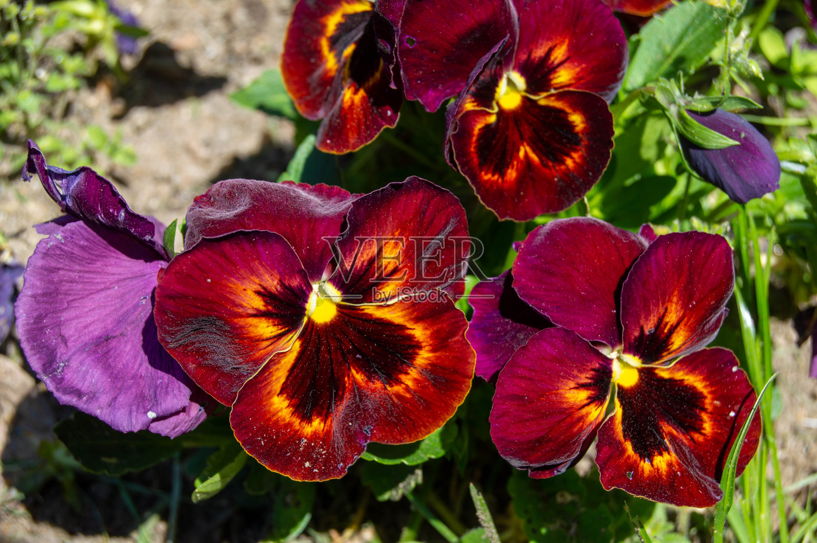 红色三色堇照片摄影图片