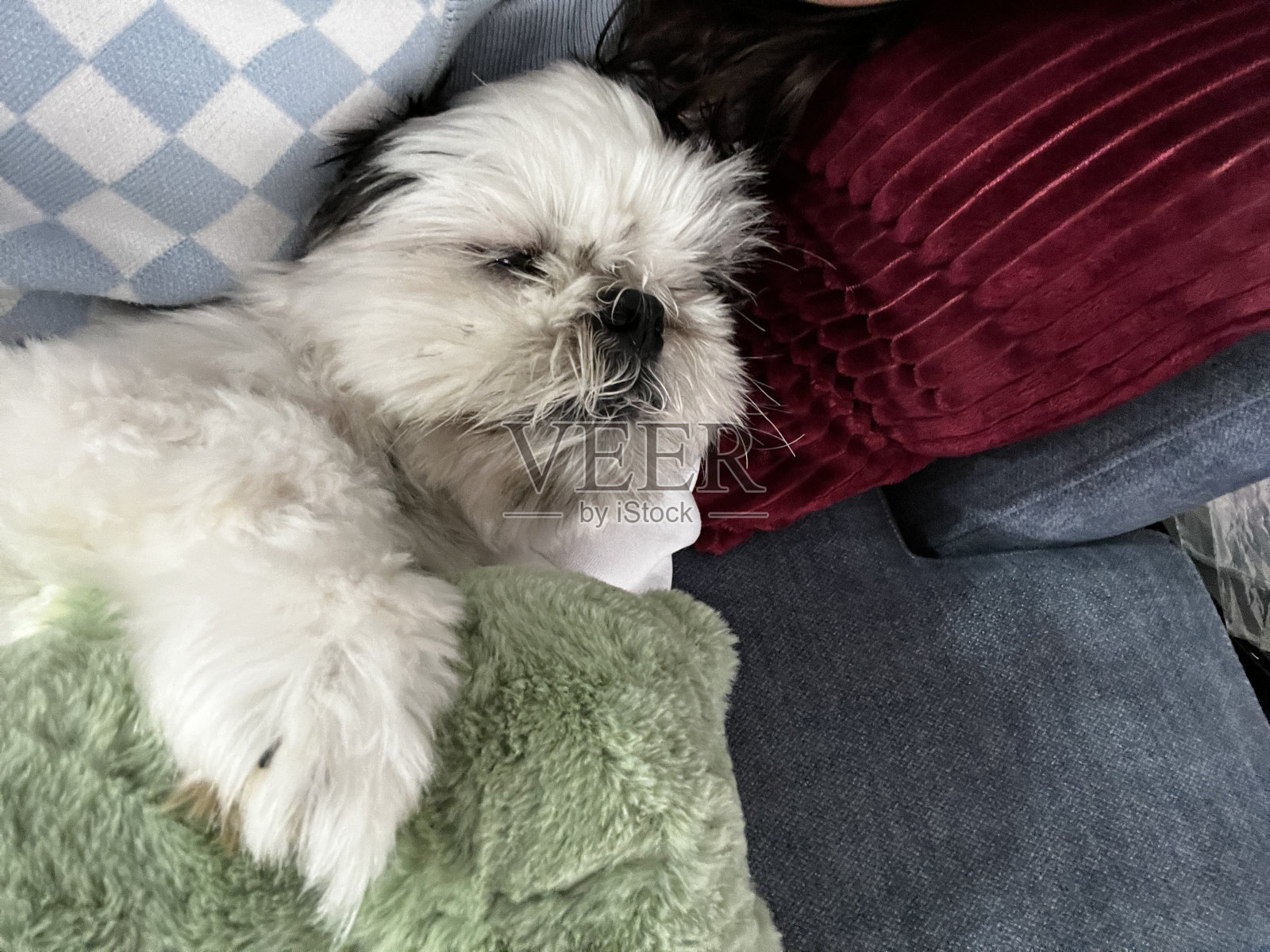 狗照片摄影图片