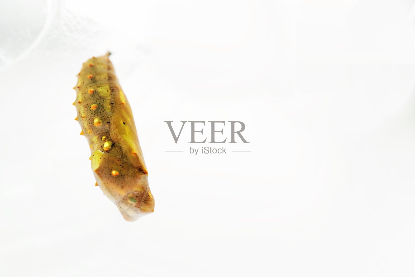 仍然柔软的赭石，刚化的棕黄蛹挂在一个透明的盖子上，在白色的背景上，背面照片摄影图片