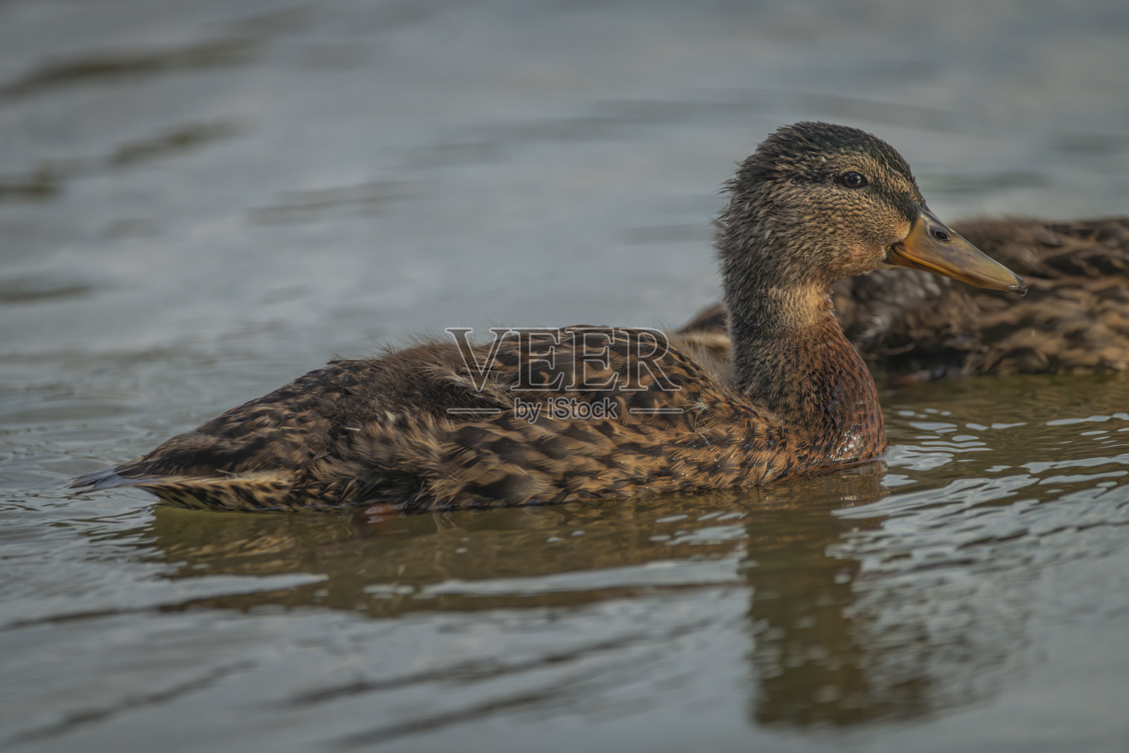 秋天阳光明媚的早晨，Vrbenske池塘里的小鸭子照片摄影图片