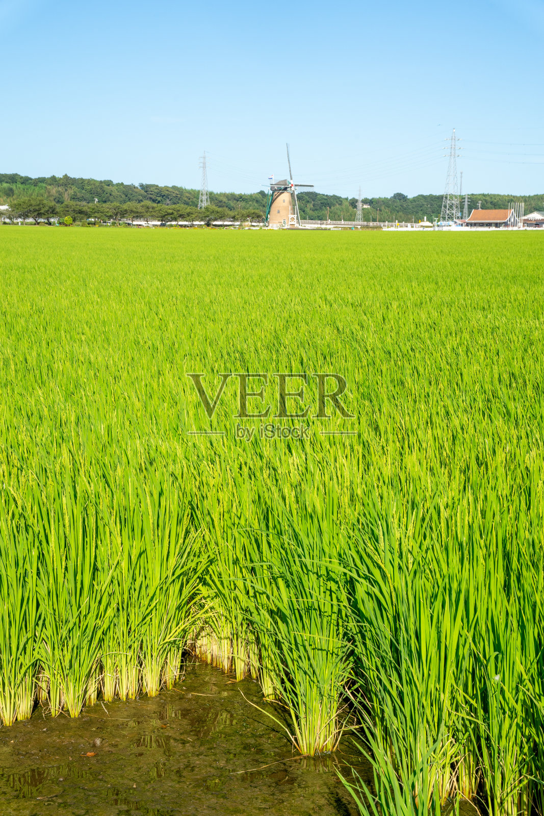 清新碧绿的天空照片摄影图片