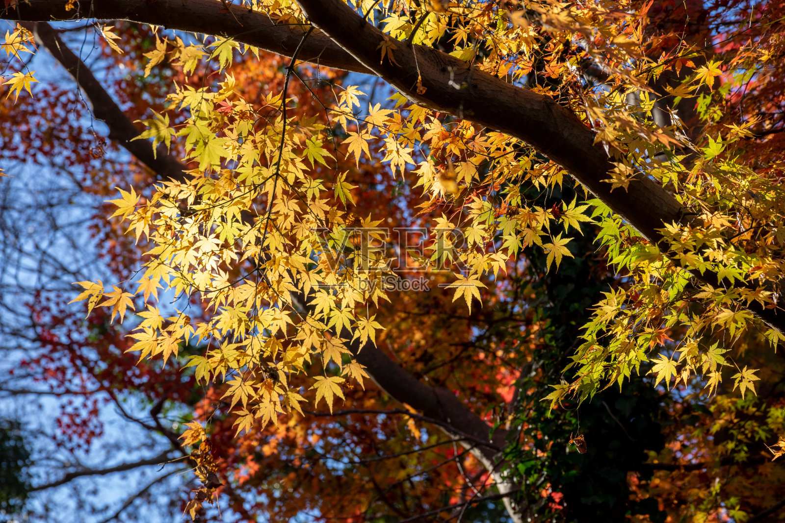 秋日枫叶，日本自然风光照片摄影图片