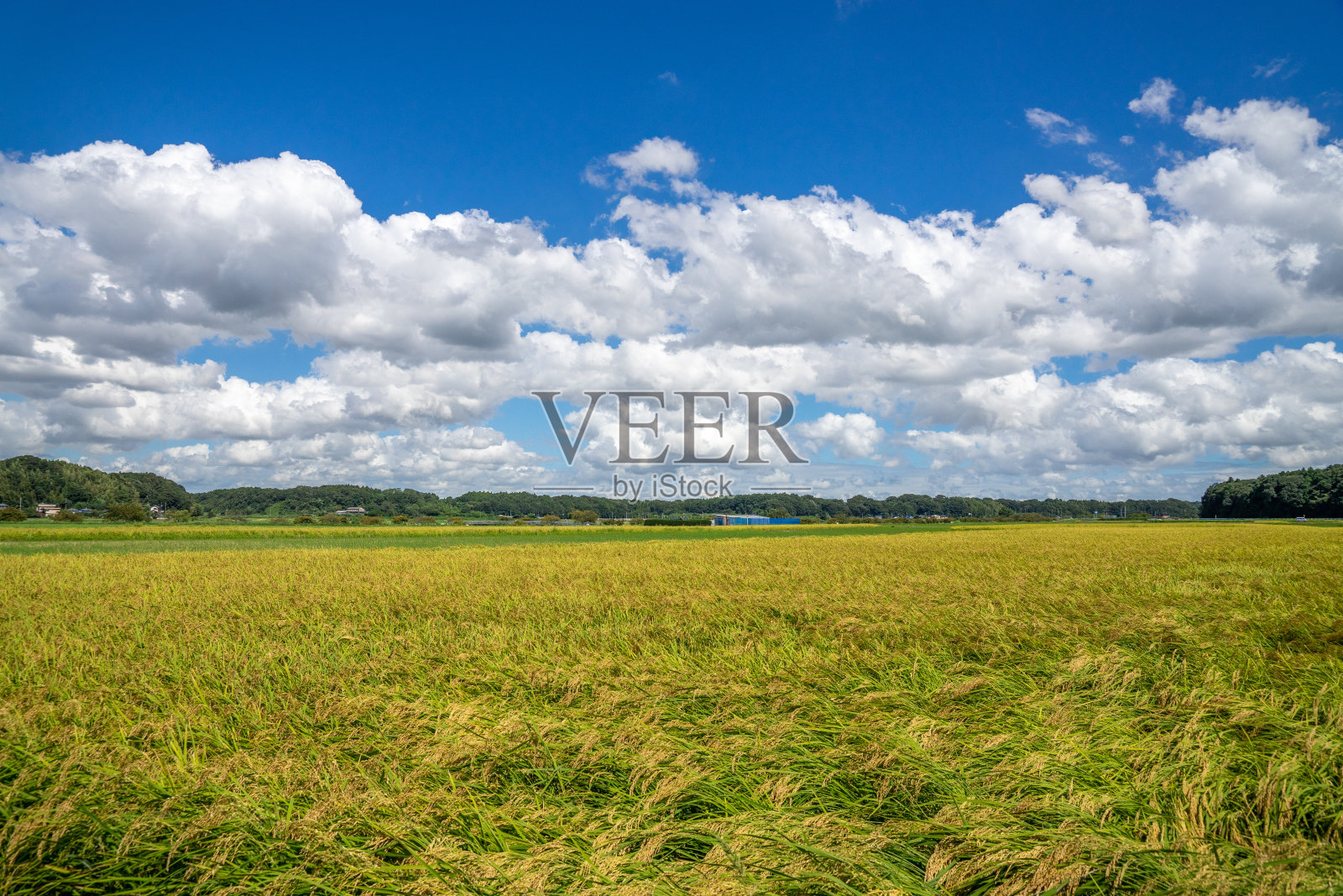 清新碧绿的天空照片摄影图片
