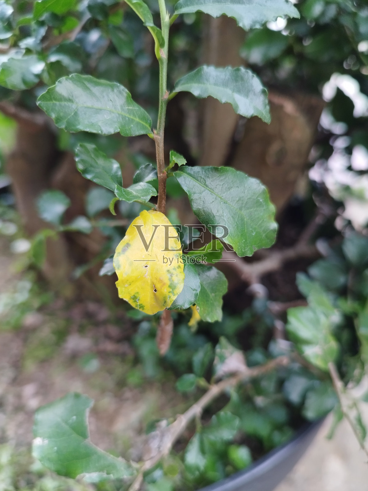 黄色和绿色照片摄影图片