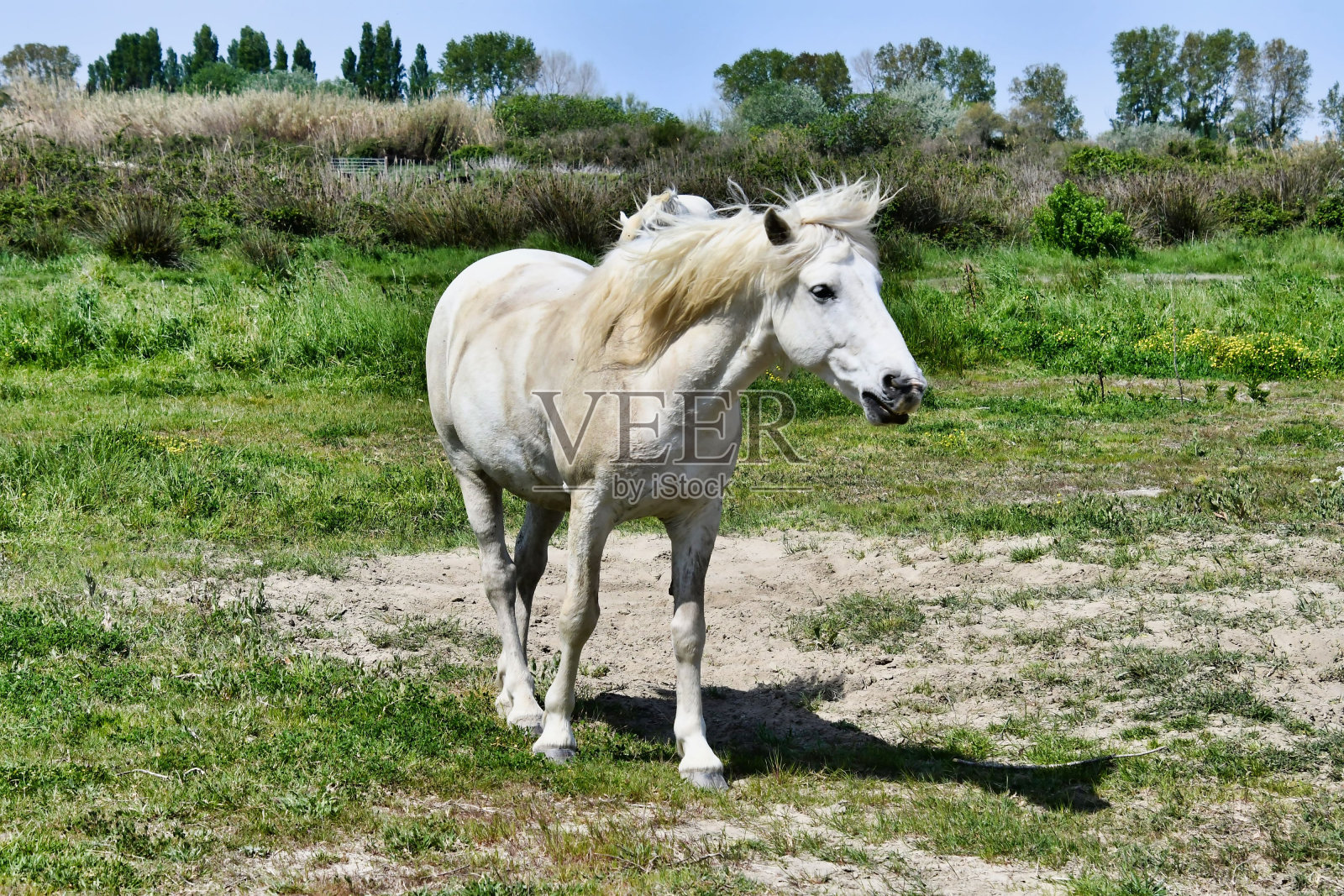 法国卡马格田野上典型的白色野生卡马格马照片摄影图片