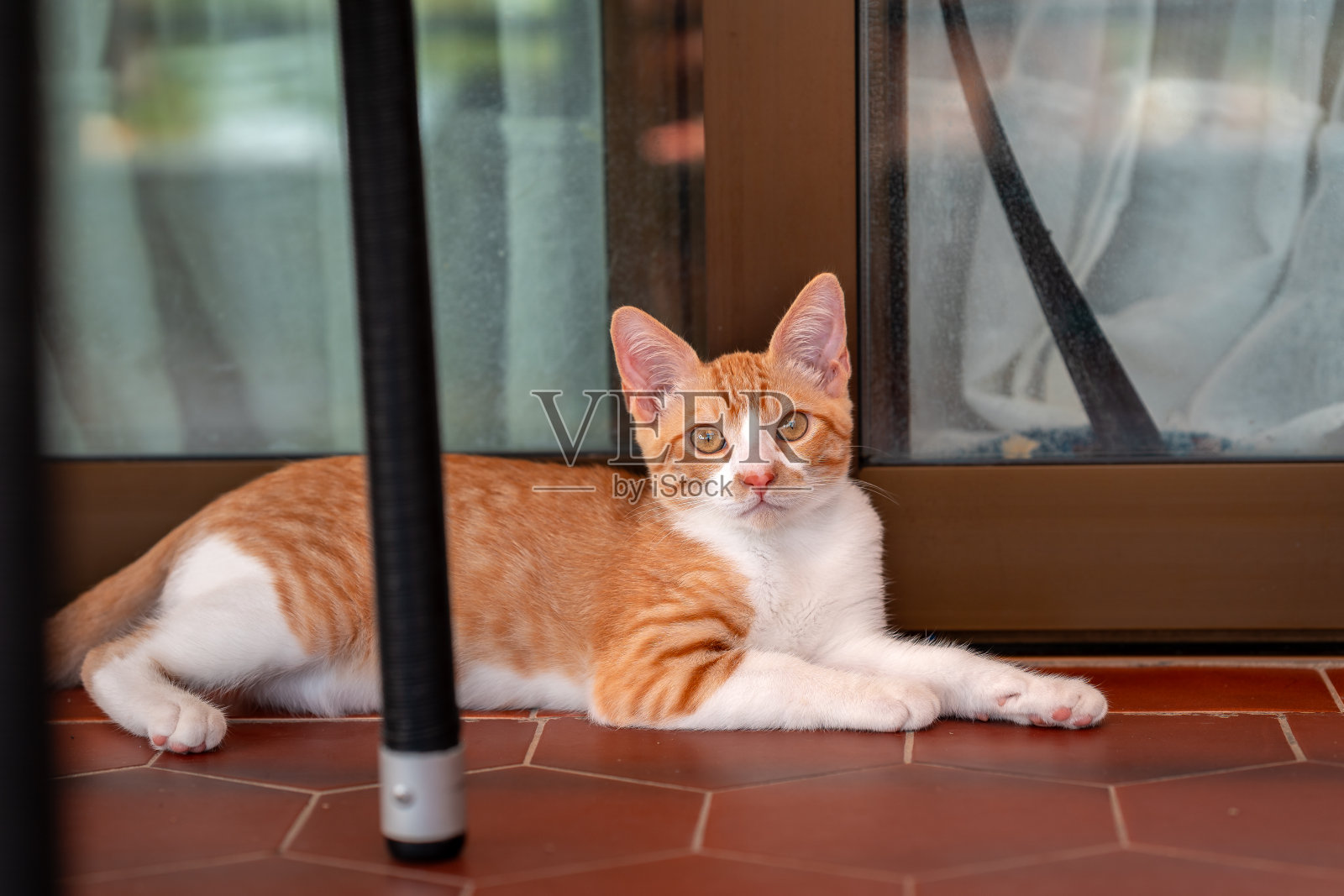 棕色和白色的小猫躺在门边的地板上照片摄影图片