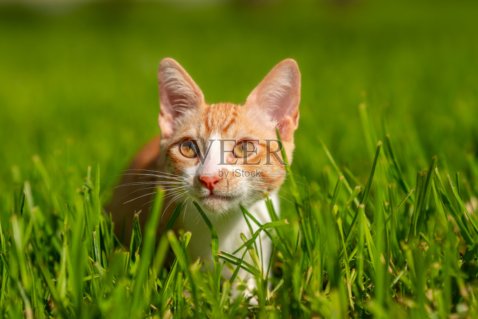 棕色和白色的小猫，黄色的眼睛在草地上玩耍照片摄影图片