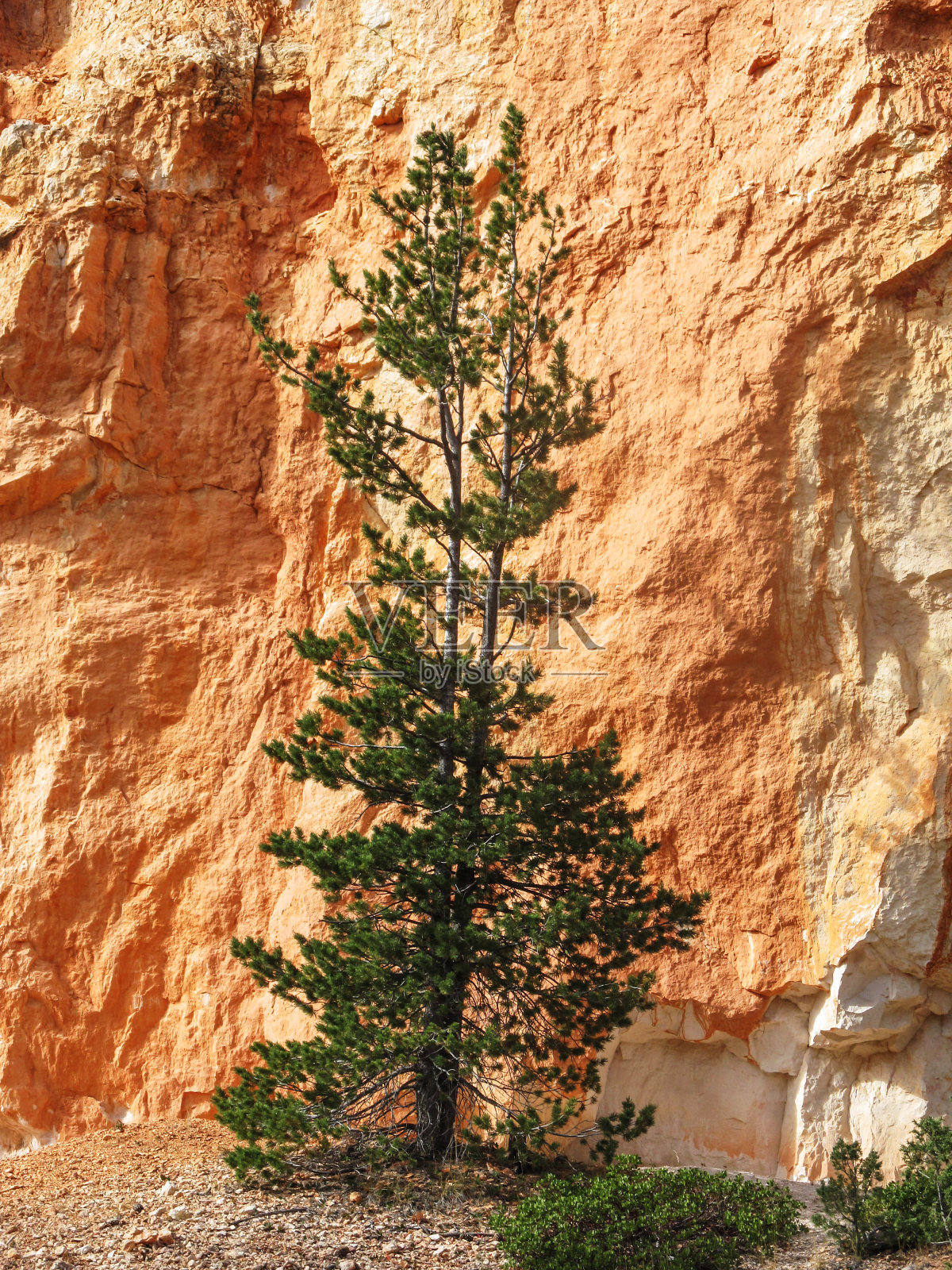 在犹他州布莱斯峡谷国家公园的一条原始路线上，一棵巨大的柔韧松，生长在充满活力的橙色石灰岩悬崖上。照片摄影图片