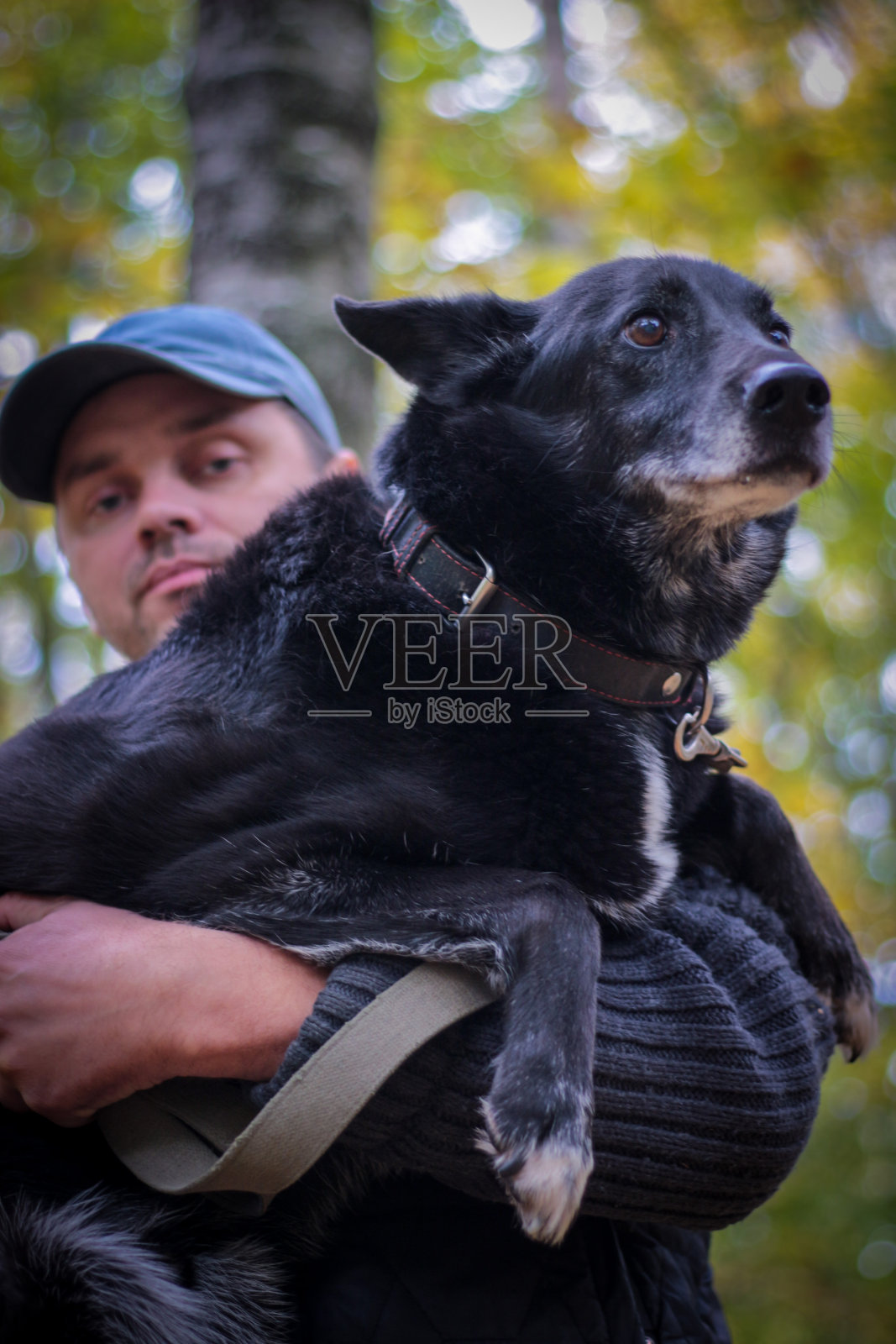 一个男人在公园里遛他的家黑狗。照片摄影图片