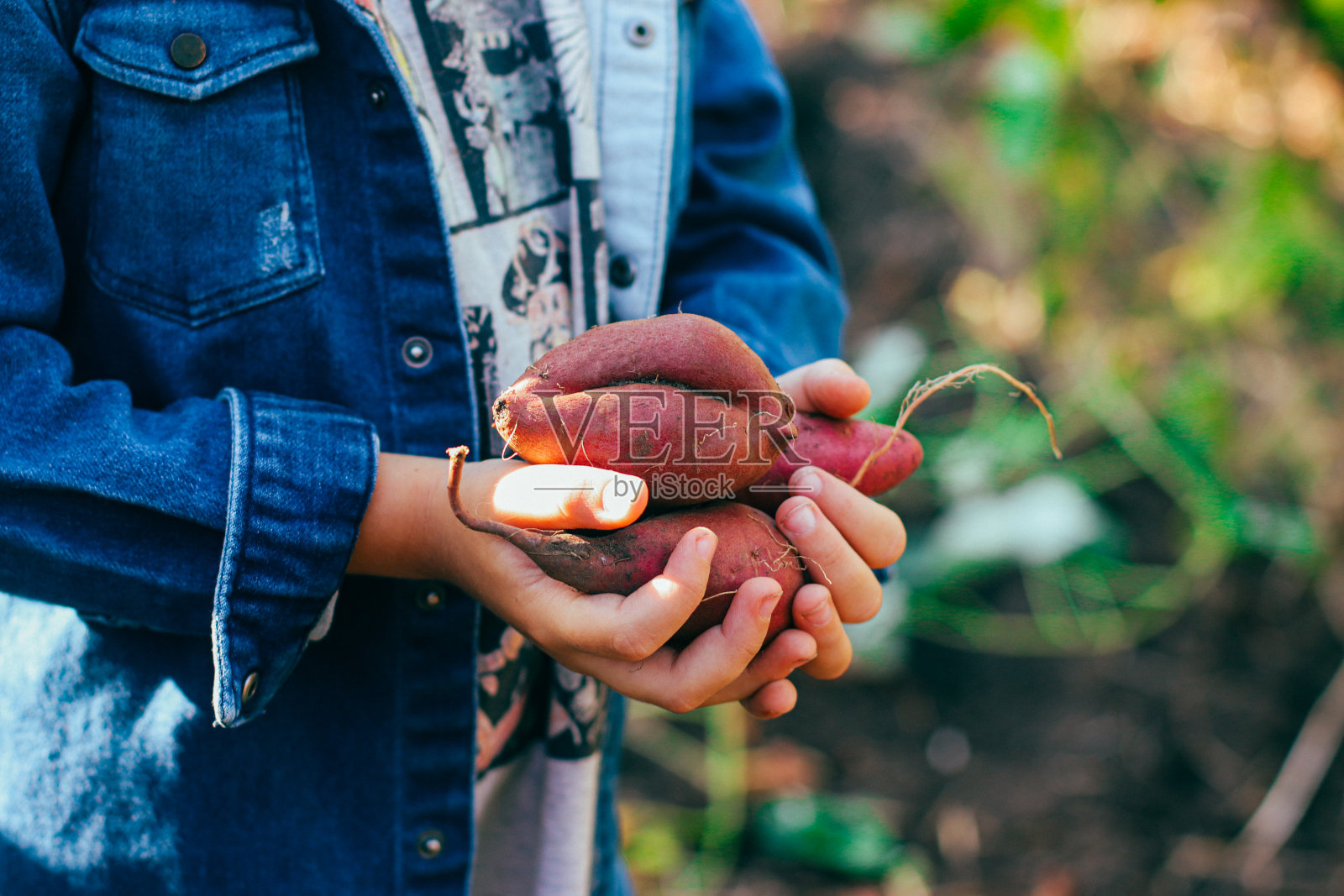 收获的甘薯块茎特写在一个农民的手中在花园里照片摄影图片