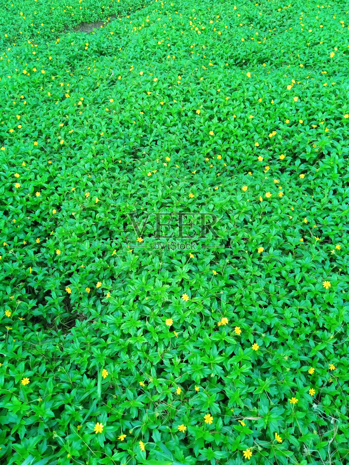 野地里长得很好的野地花。照片摄影图片