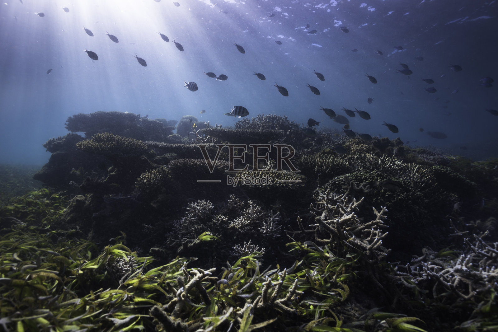 热带珊瑚礁，浅水中有一群鱼，阳光可以穿透照片摄影图片