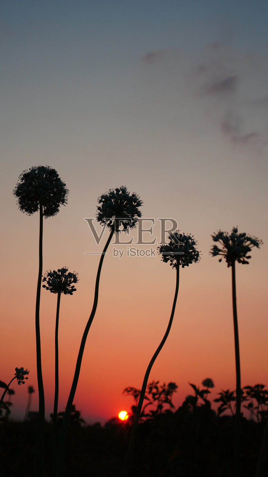 黄昏时的波斯葱照片摄影图片