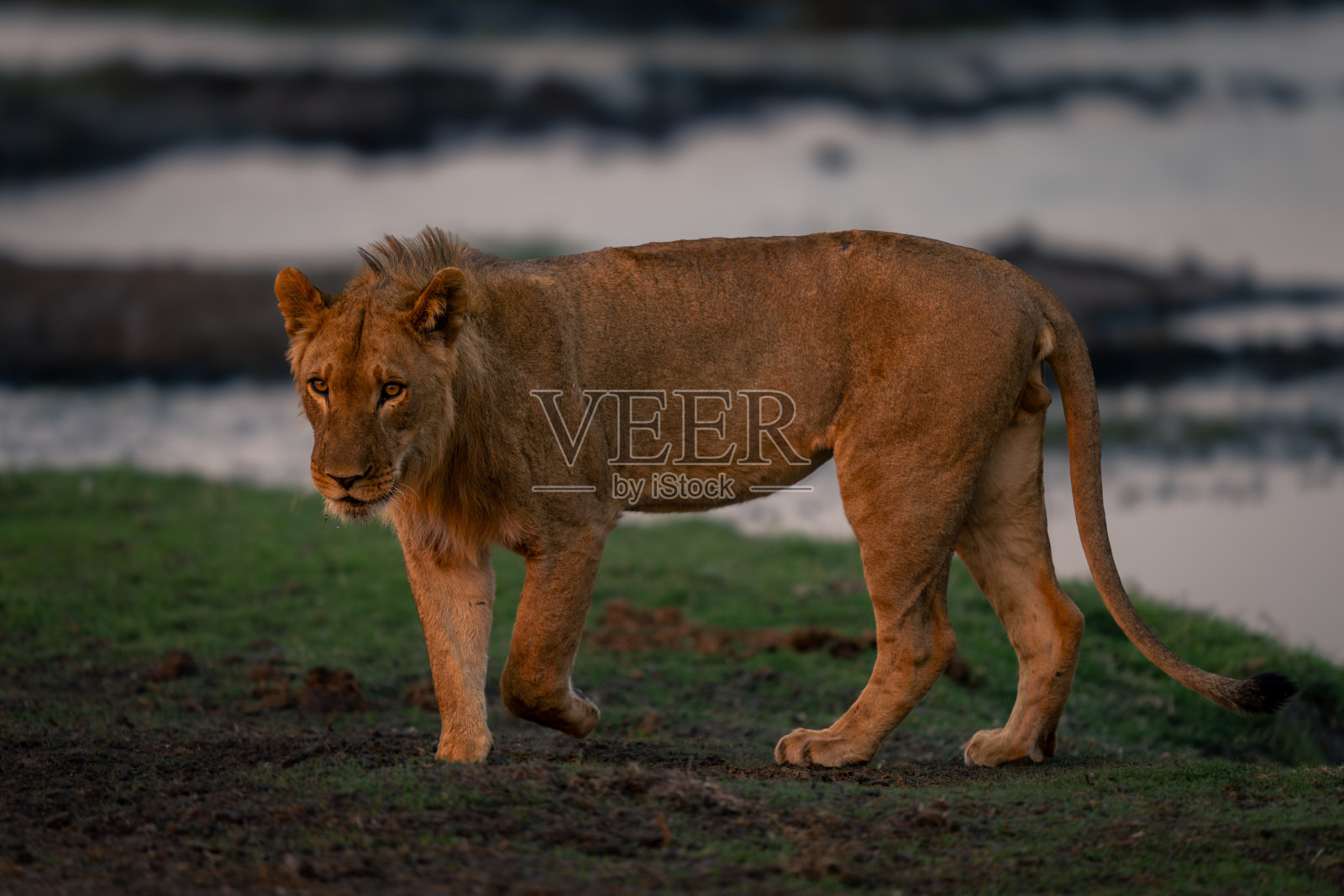 年轻的雄狮带着捕捉灯站在河岸上照片摄影图片