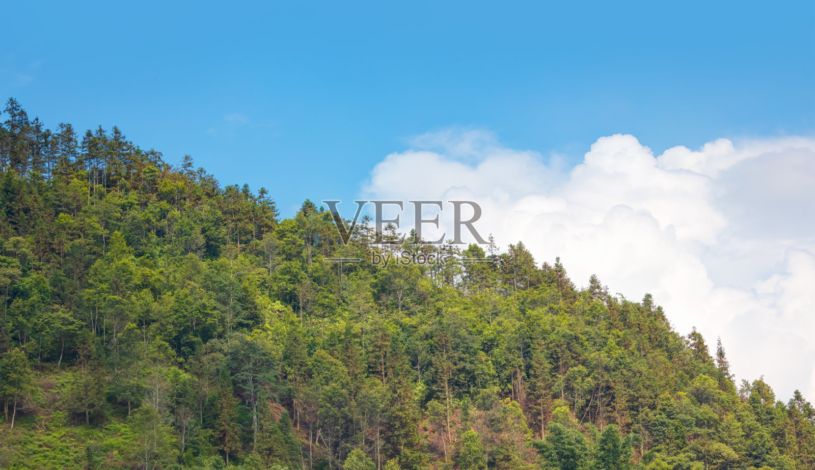 绿树顶衬蓝天白云照片摄影图片