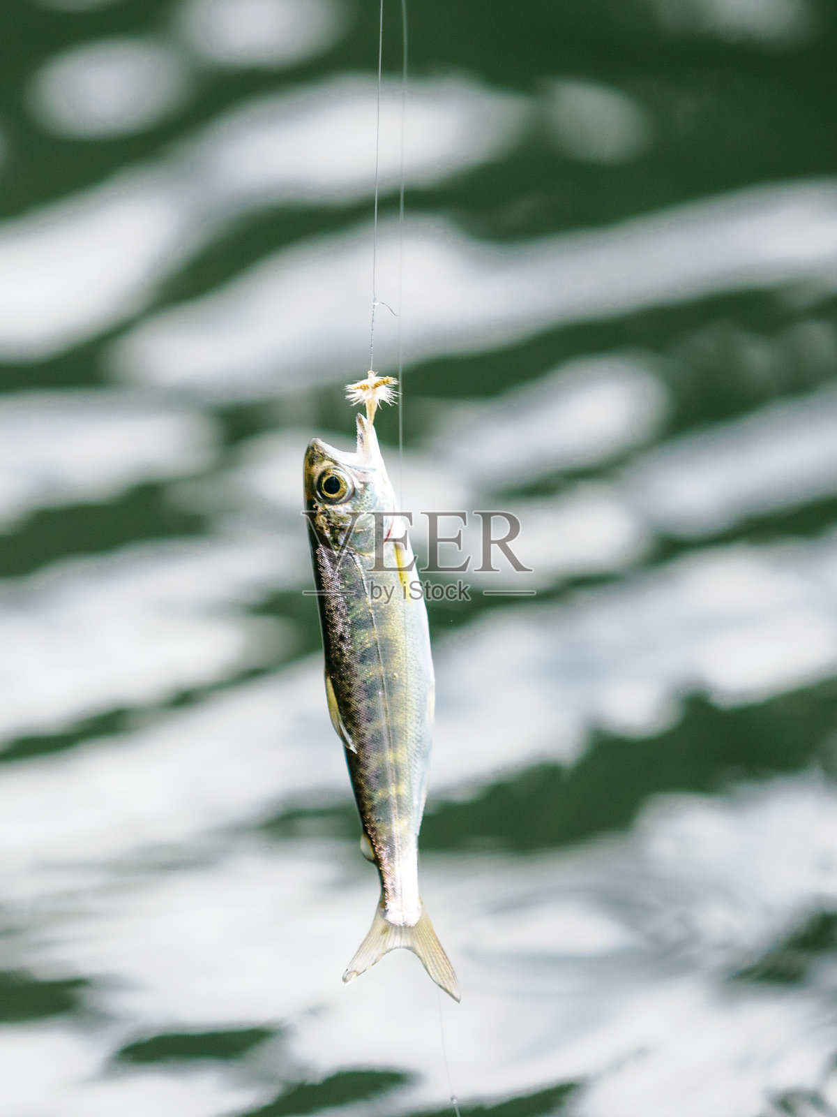 幼鱼特写，离开水俄勒冈州照片摄影图片