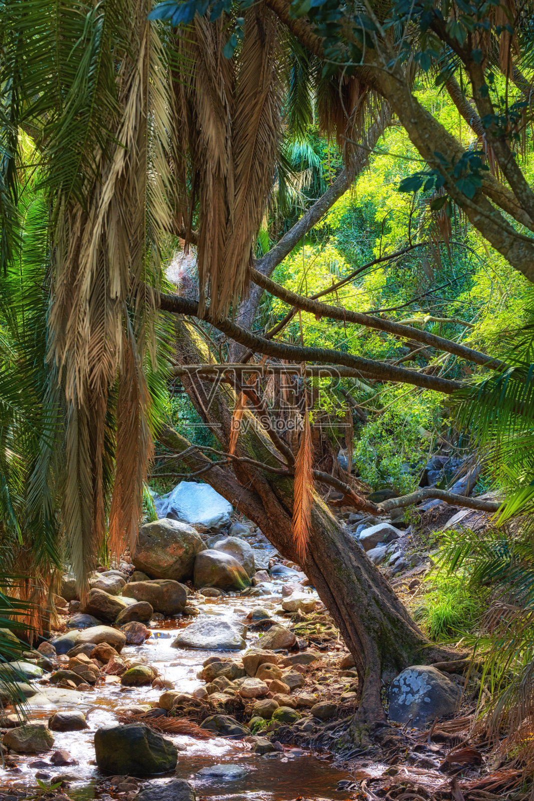 开普敦周围的树木和森林照片摄影图片
