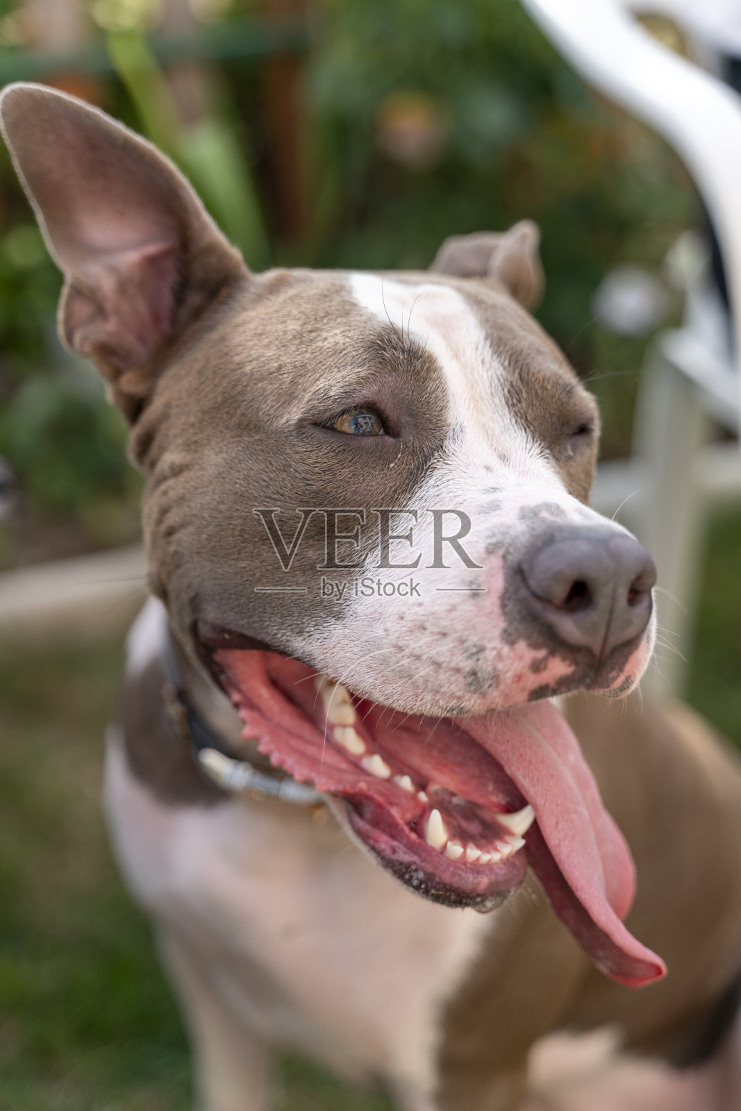 蓝眼睛的小猎犬照片摄影图片