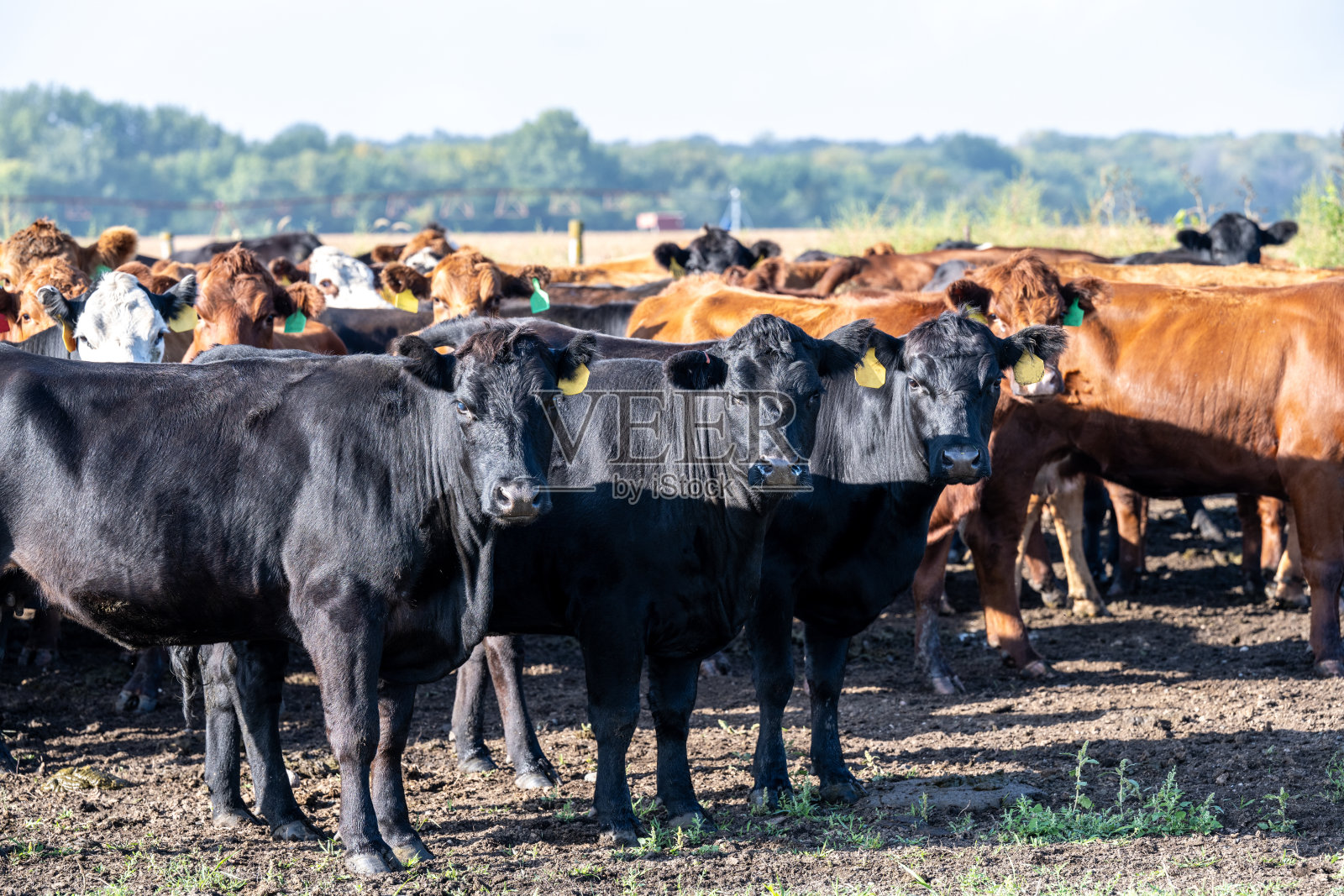 牛肉的牛照片摄影图片