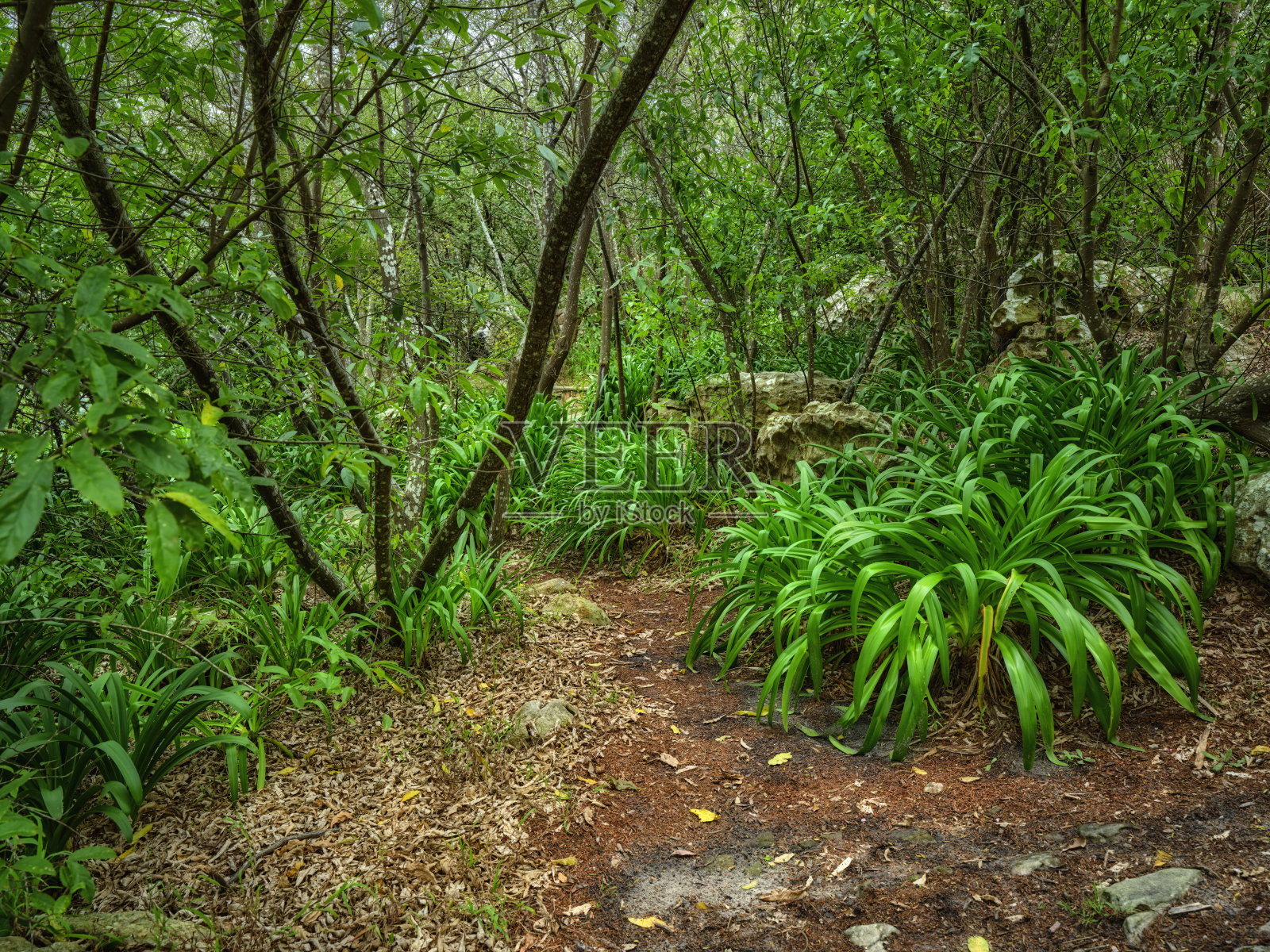 开普敦周围的树木和森林照片摄影图片