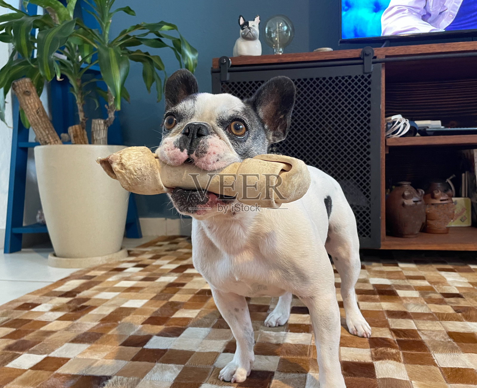 在室内，一只嘴里含着骨头的法国斗牛犬照片摄影图片