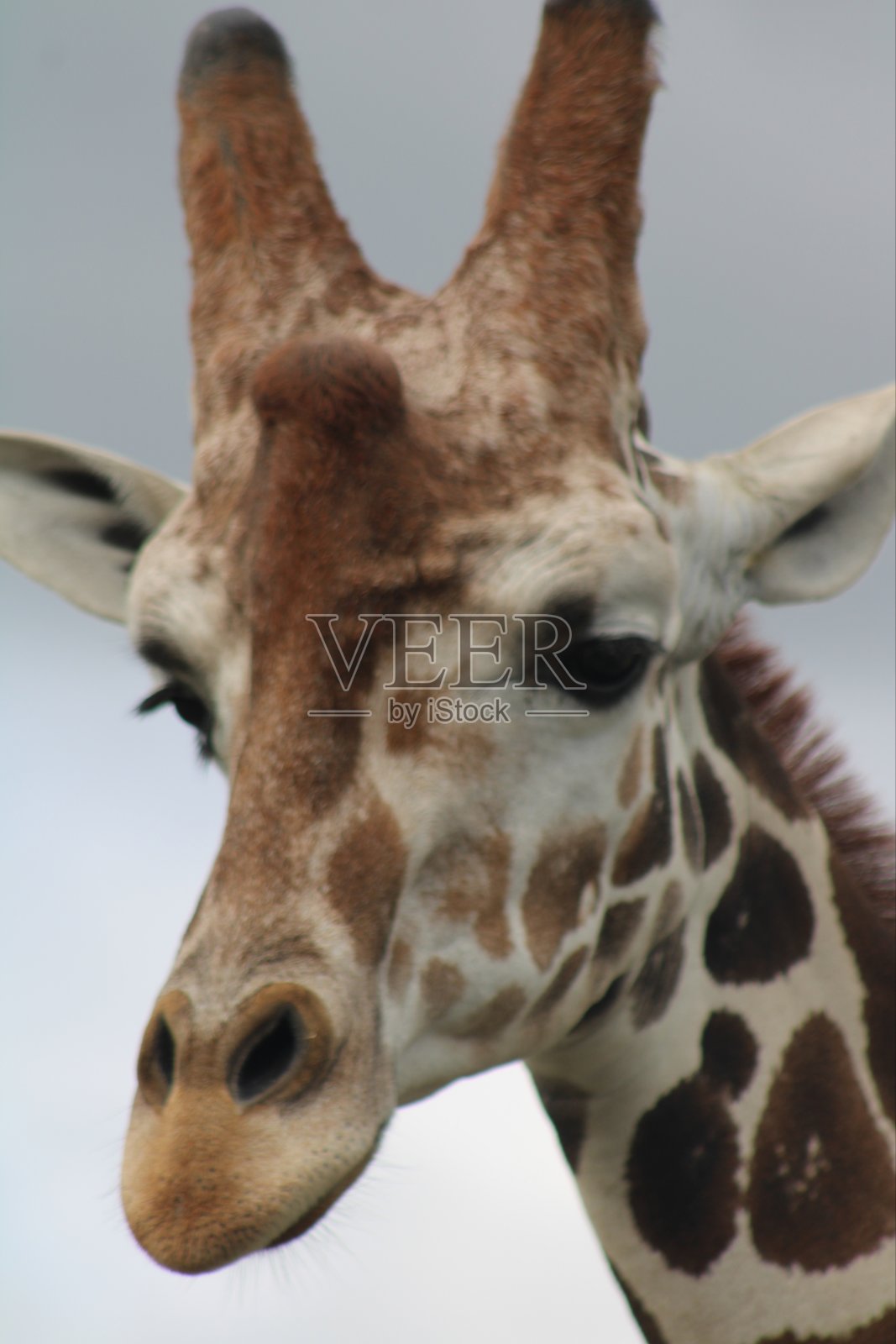 罗斯柴尔德努比亚长颈鹿照片摄影图片