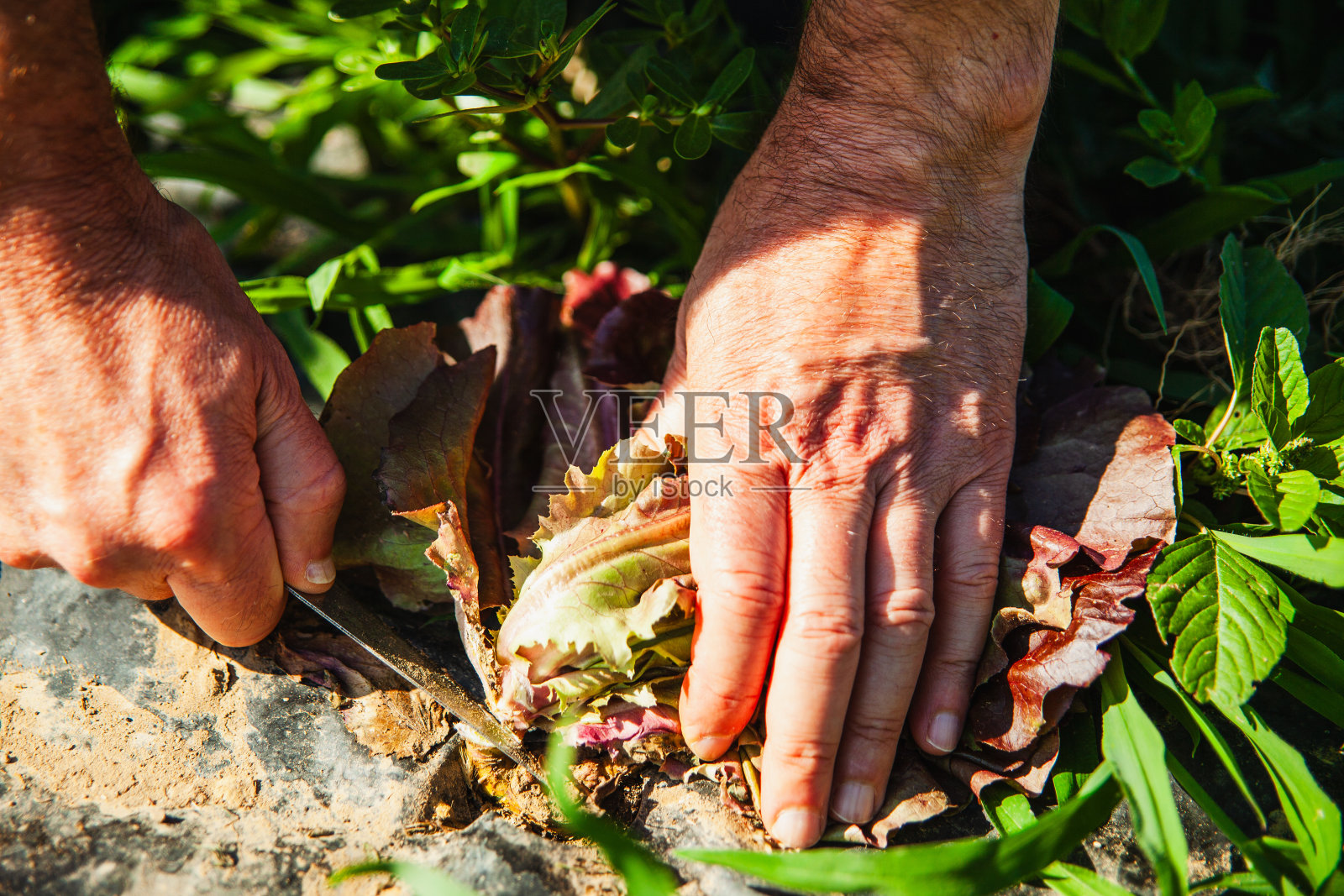 农民用刀在花园里切莴苣照片摄影图片