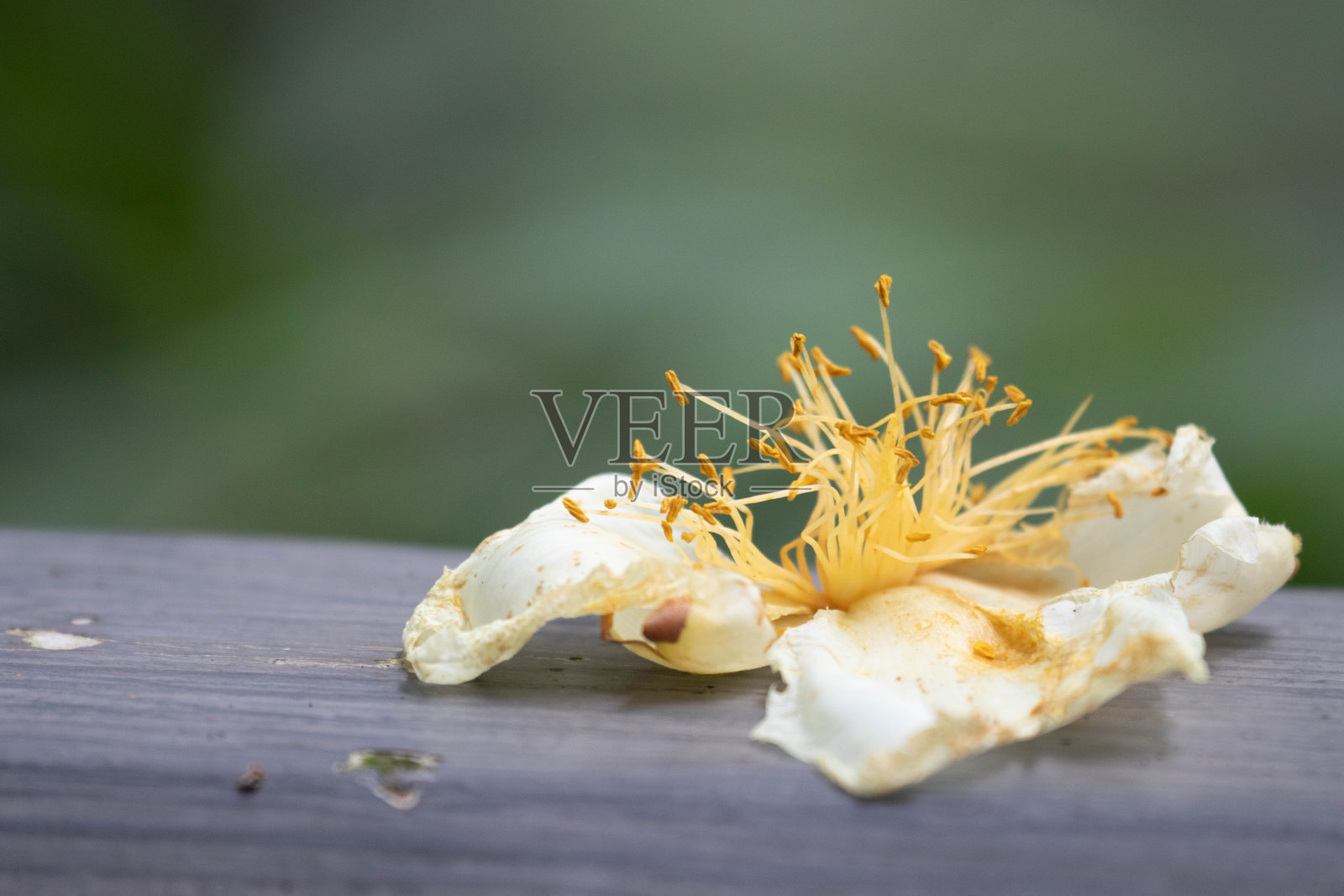 近距离看干白花照片摄影图片