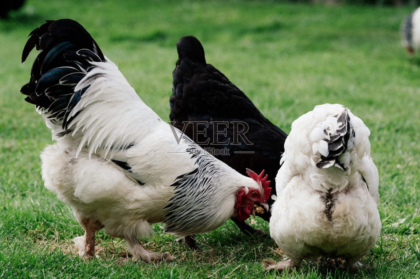 绿色草地上的公鸡和小鸡照片摄影图片