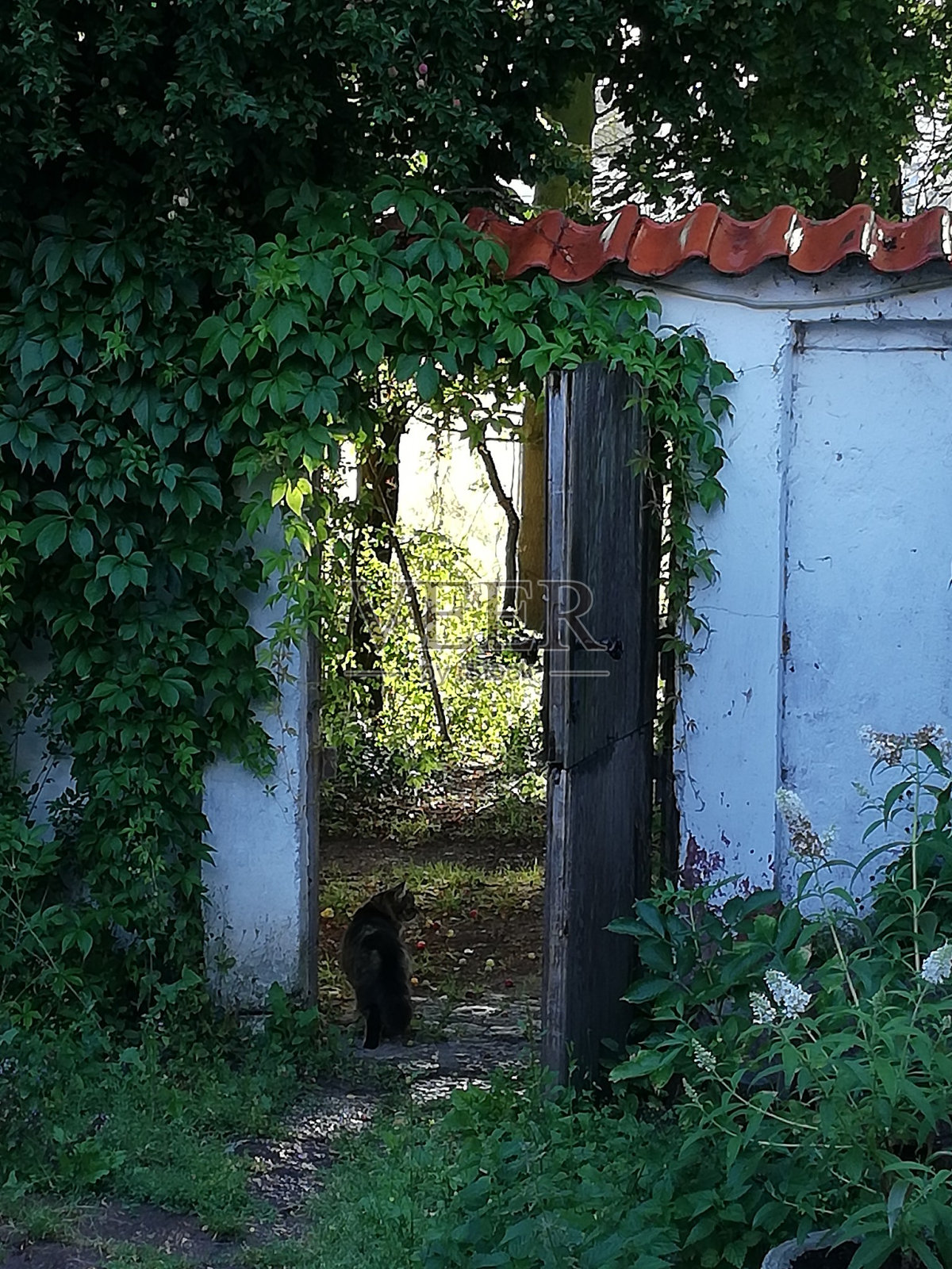 我的猫，院子和自然。照片摄影图片