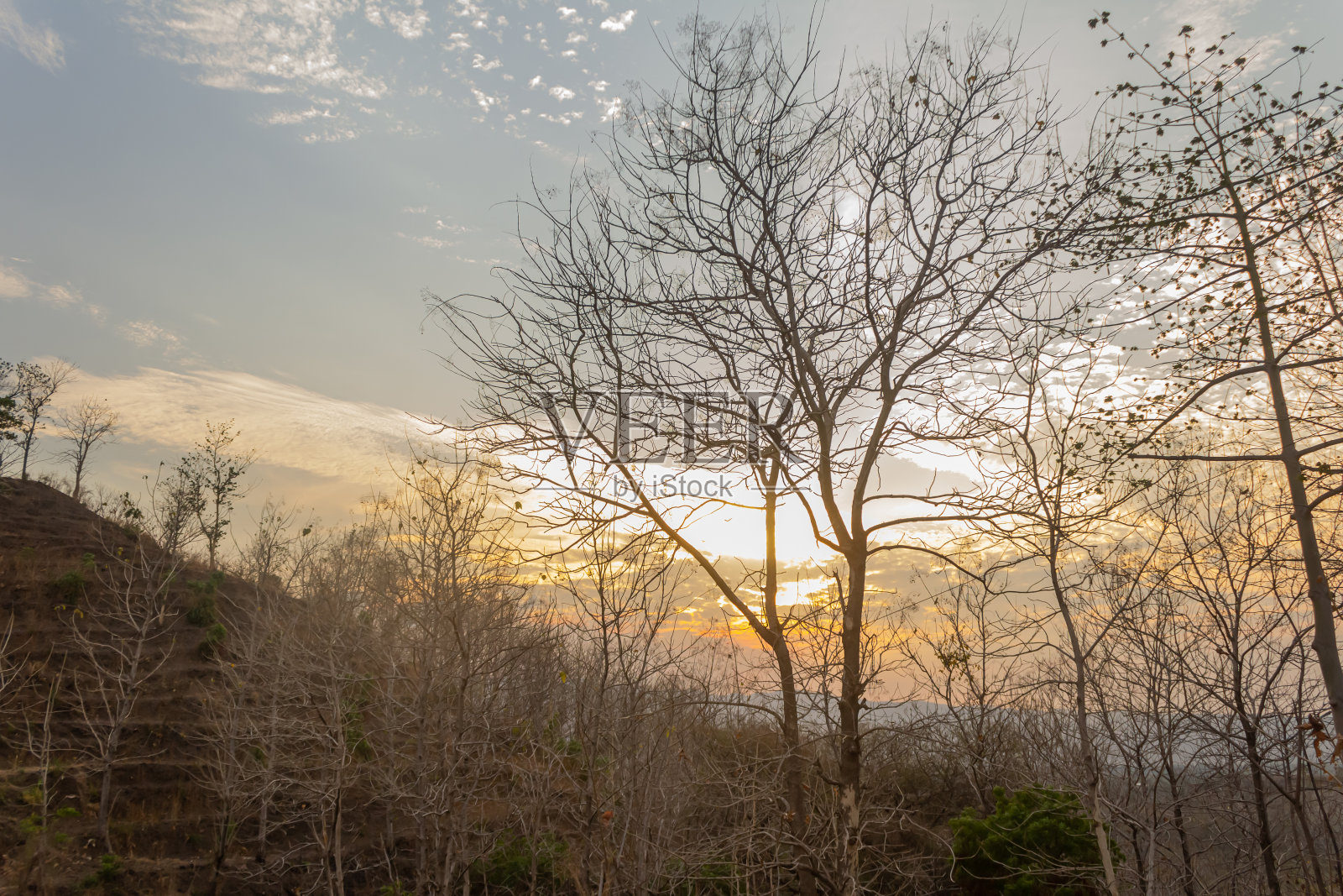 一棵枝繁叶茂的大树照片摄影图片