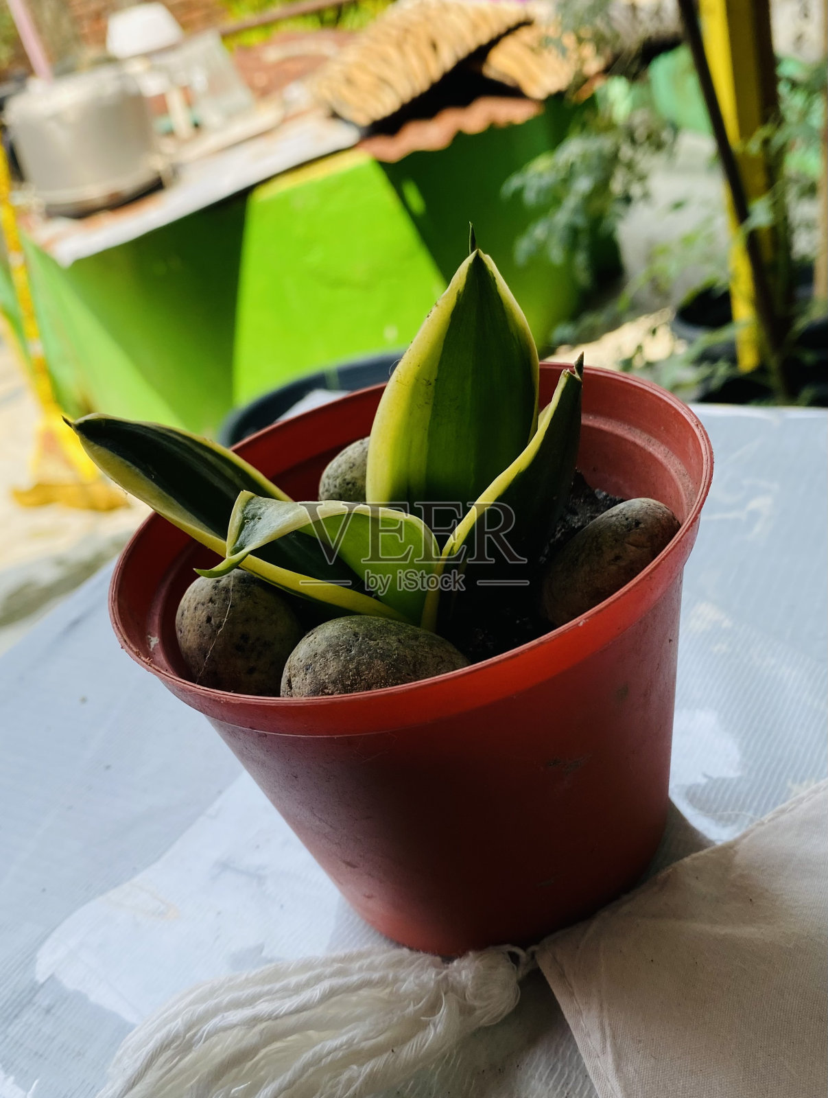 桌上摆放着漂亮的观赏植物照片摄影图片