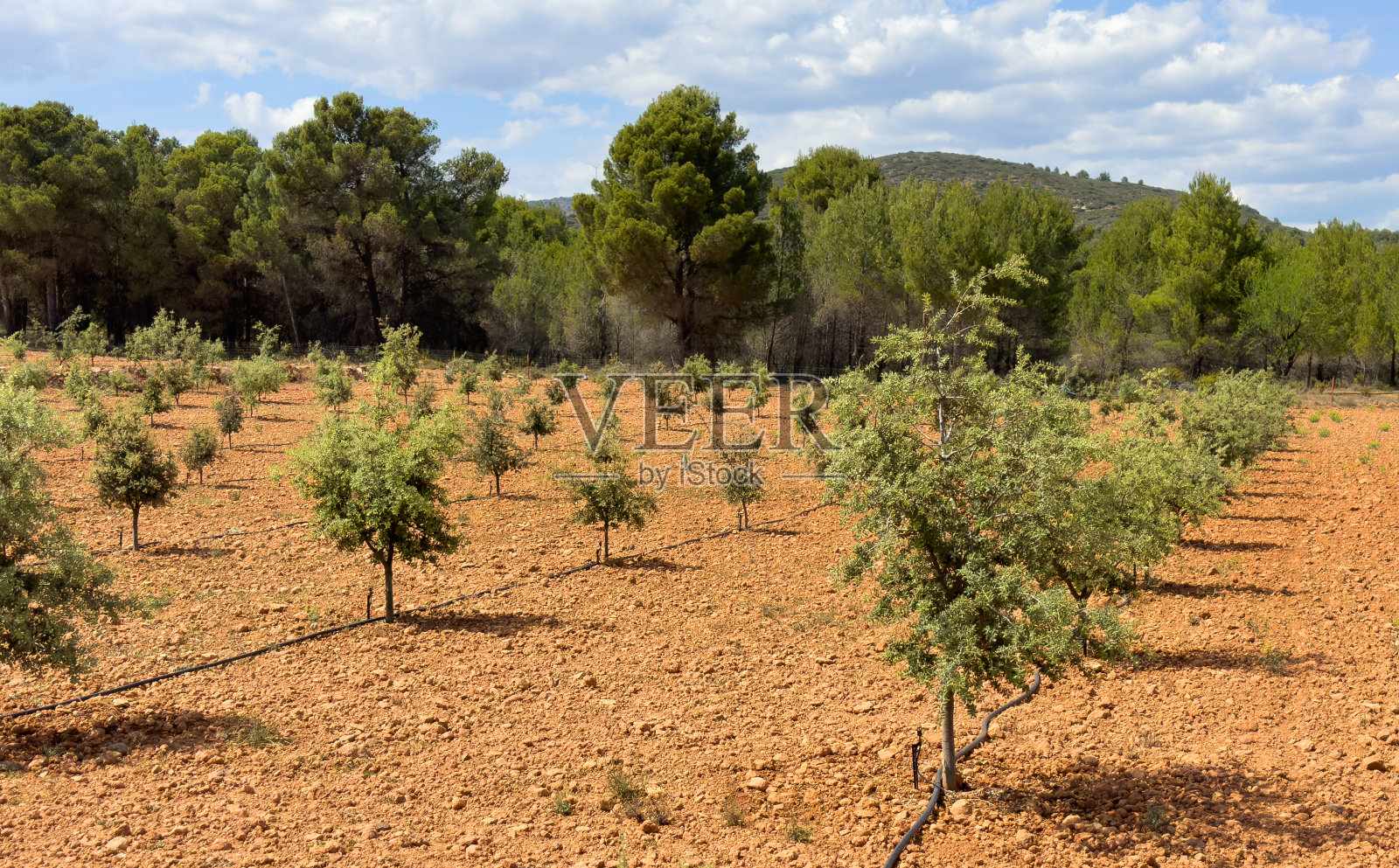 Windfarm的橄榄树农场种植园。种一棵橄榄树。照片摄影图片