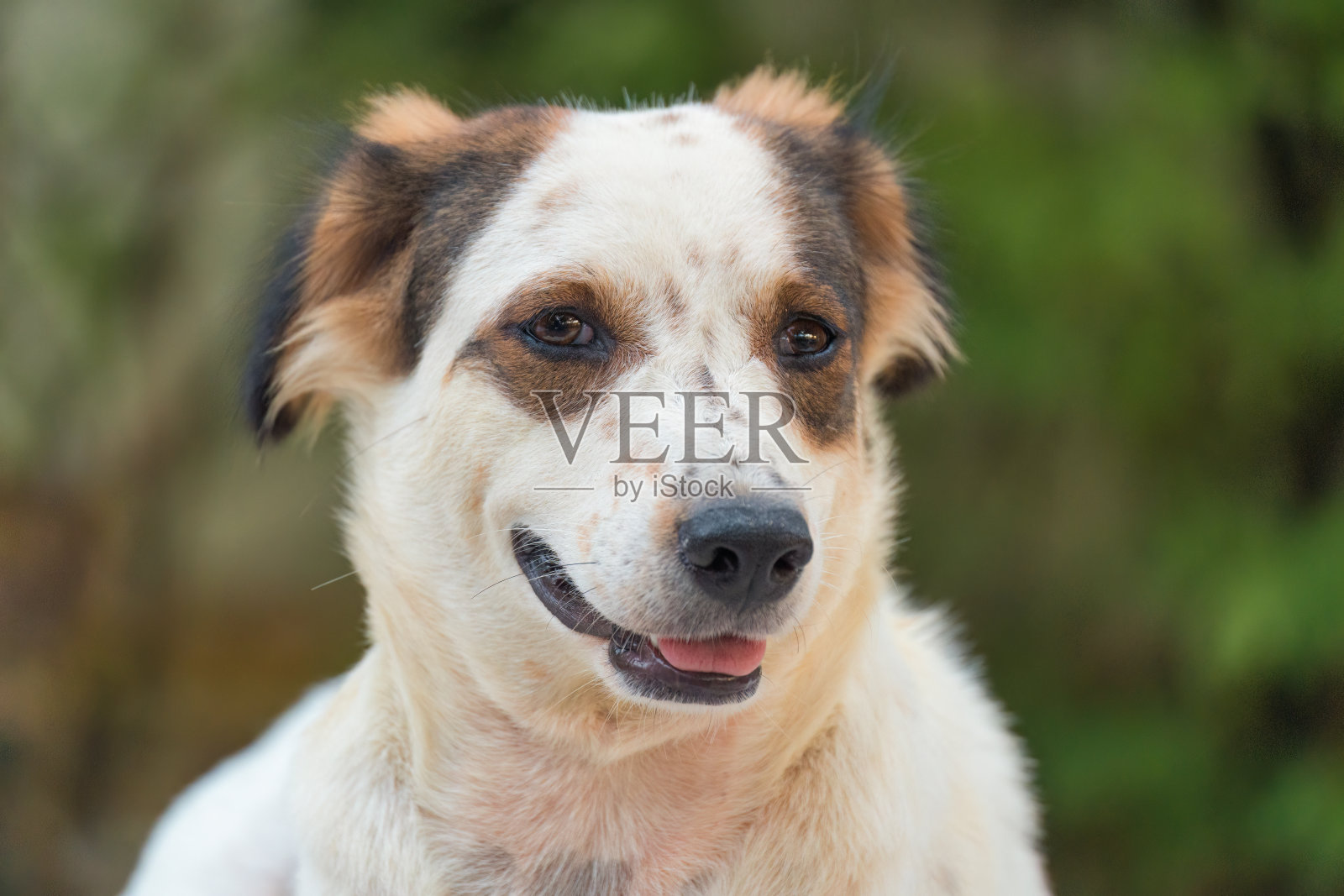 孤独的白棕色流浪狗躺在地板上照片摄影图片