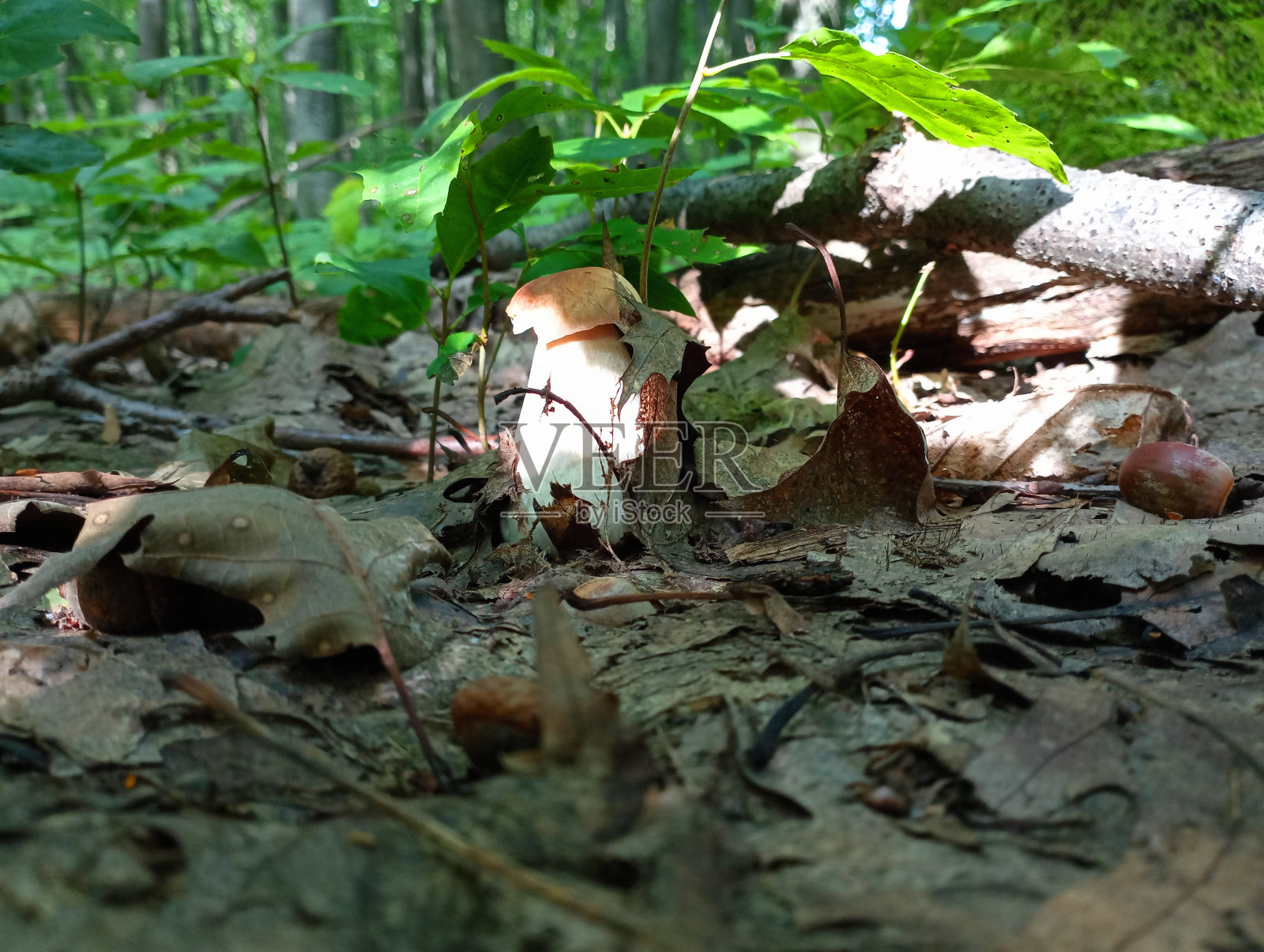 一个美丽的白色蘑菇在自然环境中隐藏在橡树叶下。橡树林中的蘑菇。照片摄影图片