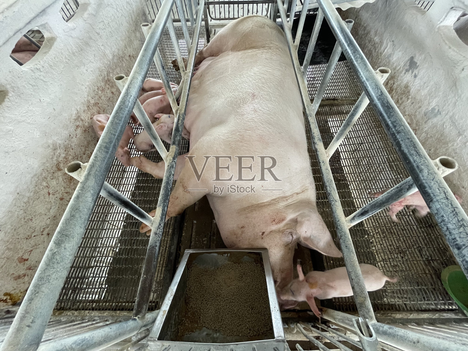 哺乳期母猪照片摄影图片