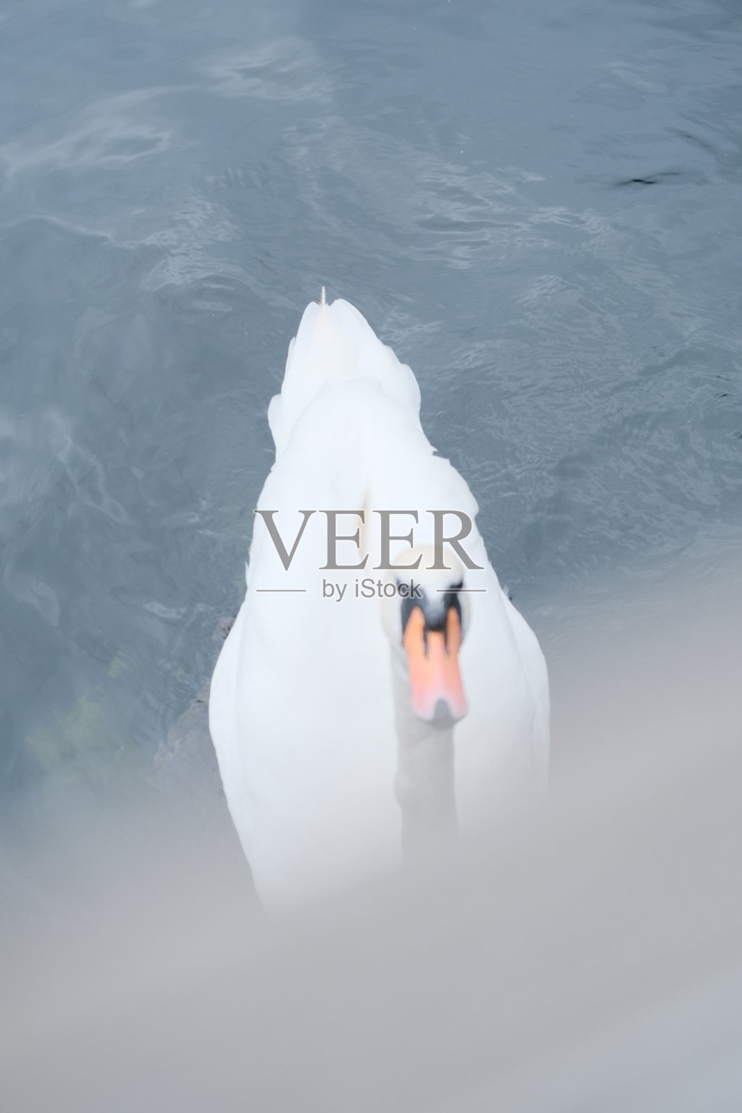 霍尔施塔特湖上的白天鹅。阳光明媚的早晨，在奥地利阿尔卑斯山的哈尔施塔特村的码头，施蒂里亚列岑区，奥地利，阿尔卑斯山。欧洲。有旅游概念背景。照片摄影图片