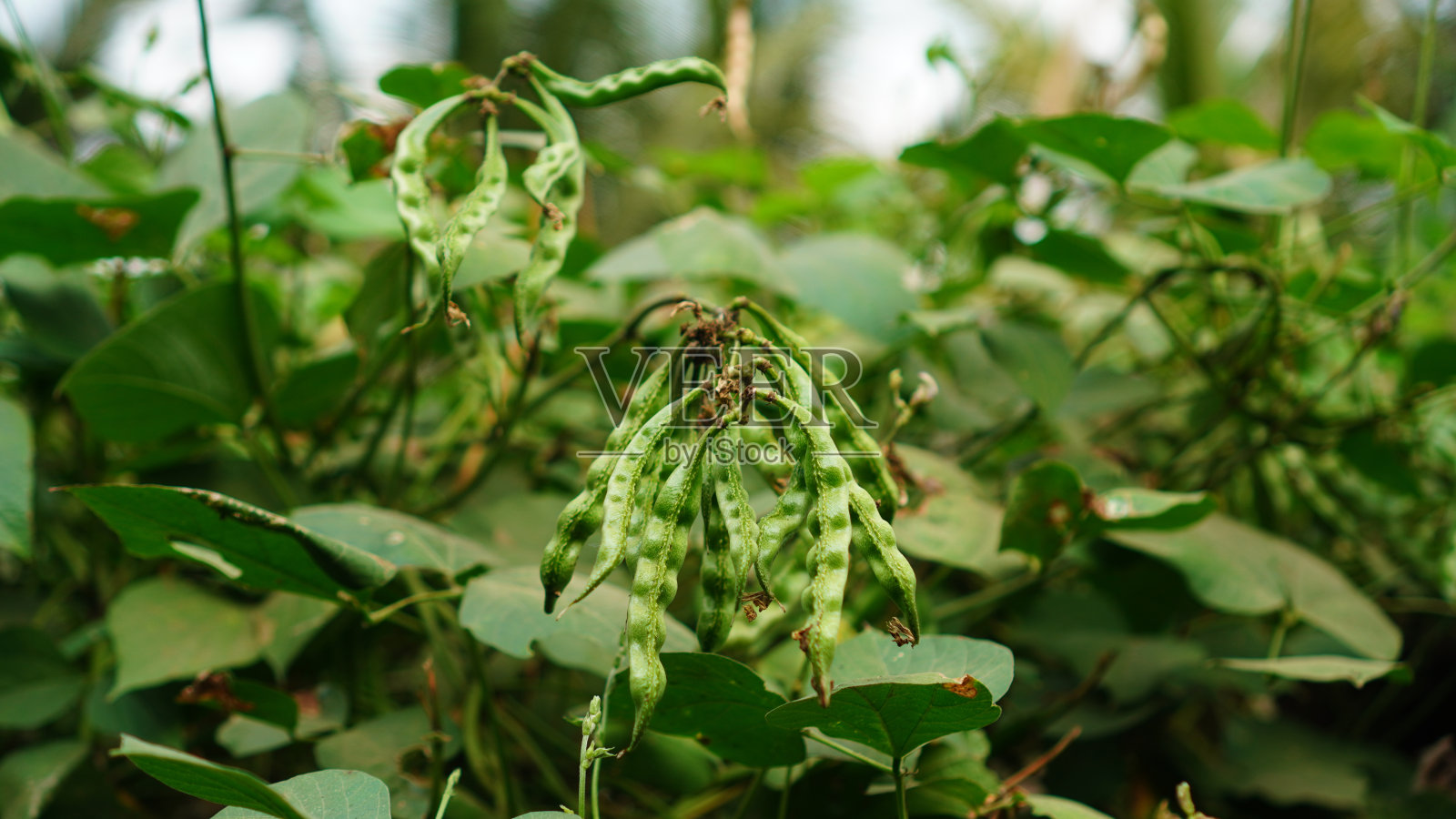 扁豆紫色照片摄影图片