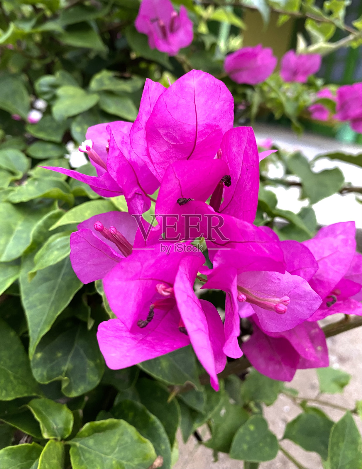 美丽的九重葛花盛开了照片摄影图片