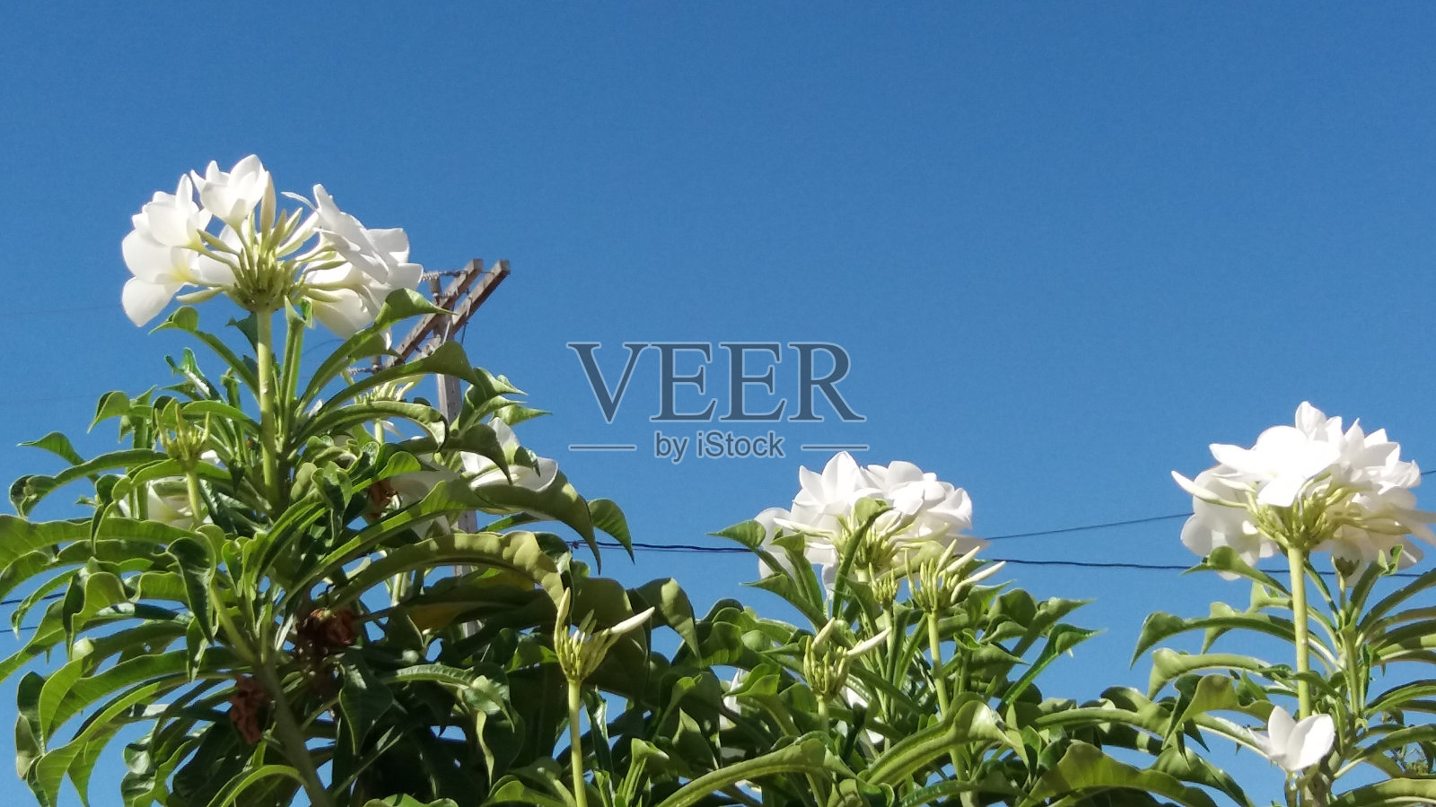 花照片摄影图片